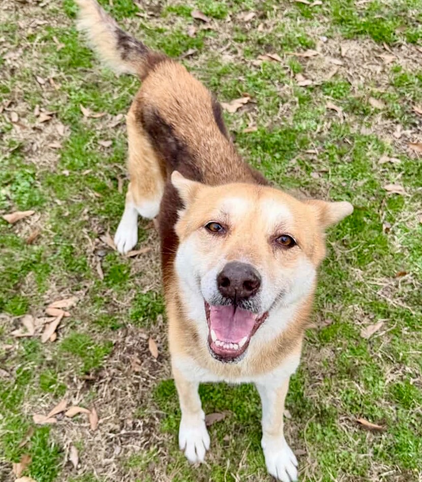 Sweet senior Furgie is looking for a hero ASAP. She is grieving the loss of her previous owner. 😔
Furgie has been at the shelter since December 23rd. She looks just like a little fox. 🦊
She does great with other dogs and children. She is potty trained and walks easily on a leash. She is so incredibly sweet.
Furgie is listed as a 12-year-old husky mix weighing in at just 28 pounds.
Could you give her a soft place to land?
Come meet her at 4500 Kramer Street, Tuesday-Saturday, 10:30-5. No appointment needed.
Photos don’t always do these sweet pups justice, so it’s best to meet them in person.
All adoptions include spay/neuter, microchip, and shots. The shelter is WAY too full.
Please share! Every time you adopt, you save a life. 💜🐾