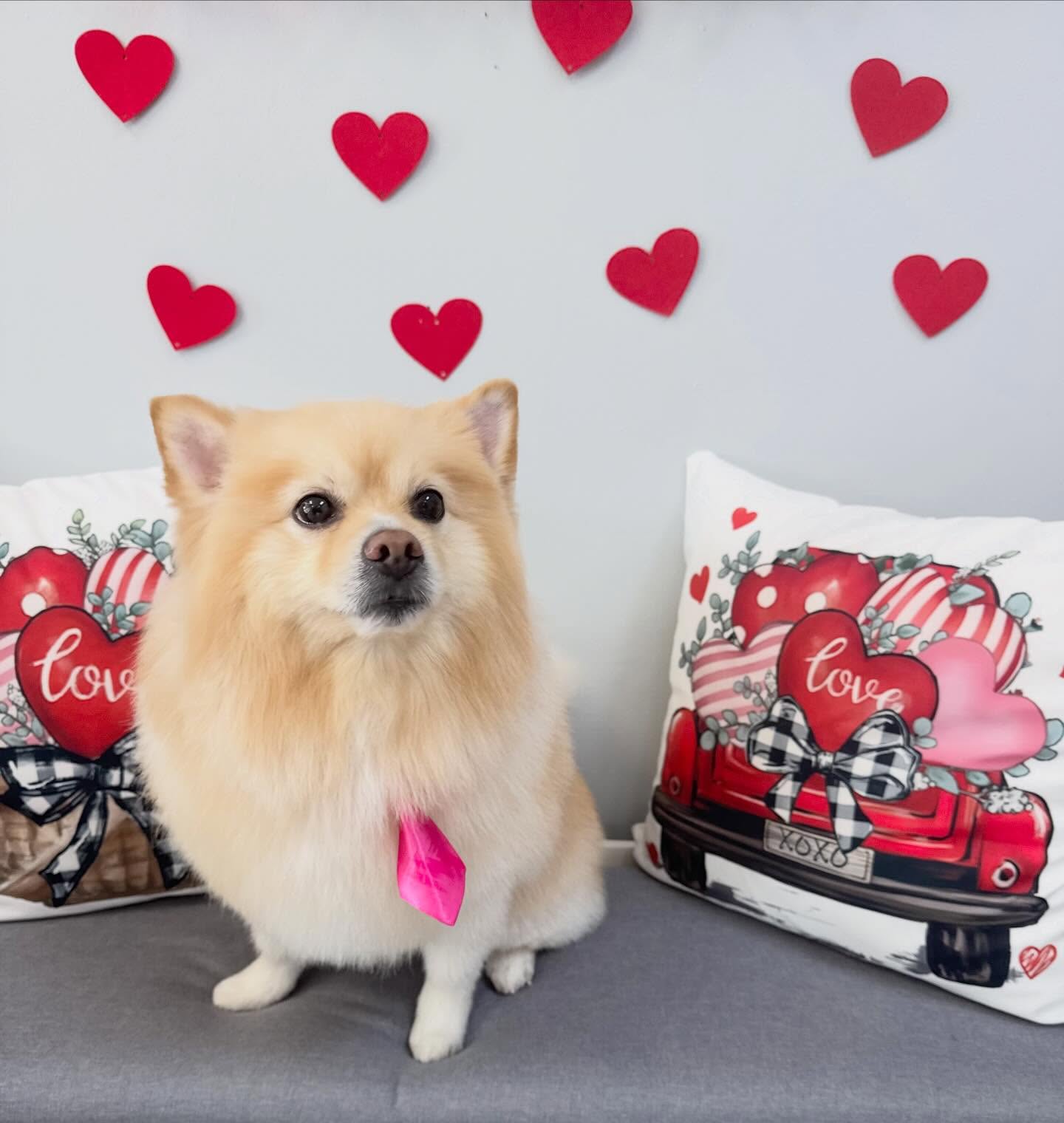 Warning: May steal your heart ??Frankie was groomed by Yohanna! @uptowndogspetspa #pomeranian #pom #lovehim #perfect #wellingtonfl