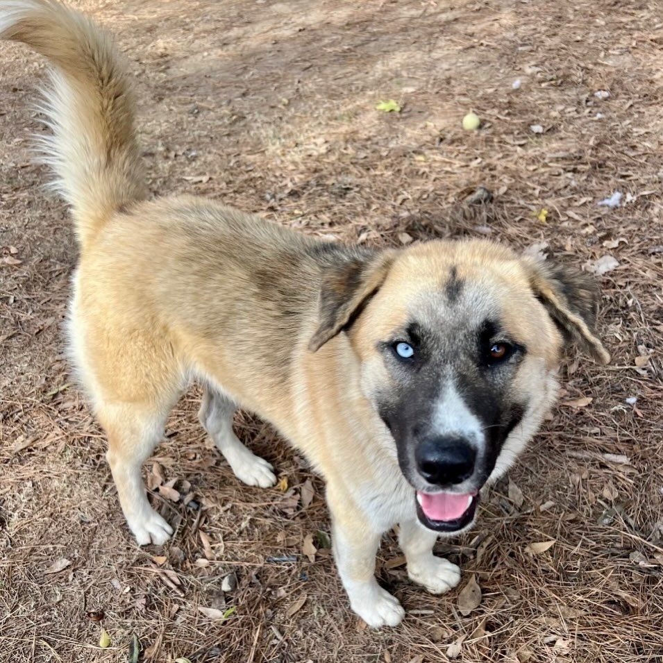 Meet Merlin! 🧙🏻♂️
This sweet boy will cast a spell on your heart. He’s an easy-going guy that loves belly rubs.
Merlin seems to do well with other dogs. He is so friendly and sweet.
He’s listed as a 3-year-old Shepherd mix. Can he come home with you?
Come meet him at 4500 Kramer Street, Tuesday-Saturday, 10:30-5. No appointment needed. The shelter will be closed on Saturday, January 17th in observance of MLK Day.
Photos don’t always do these sweet pups justice, so it’s best to meet them in person.
All adoptions include spay/neuter, microchip, and shots. The shelter is WAY too full.
Please share! Every time you adopt, you save a life. 💜🐾