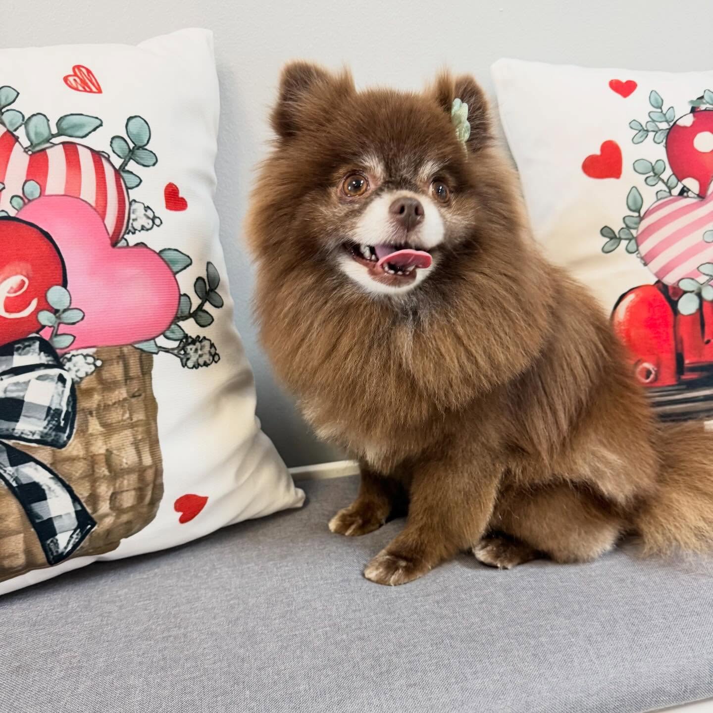 Sweet as chocolate ?❤️Miss Nicolette was groomed by Stephanie! @uptowndogspetspa #pomeranian #grooming #pom #cute #wellingtonfl
