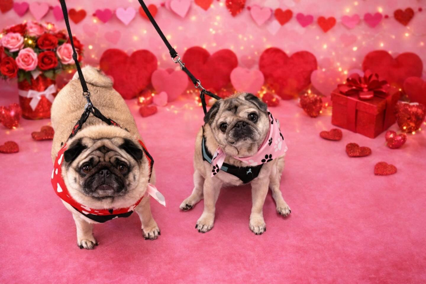 Love comes in pairs… and snorts ??Summer and Winter looking so good after their spa day ? @uptowndogspetspa #pugs #spaday #snorts #bathday #wellingtonfl