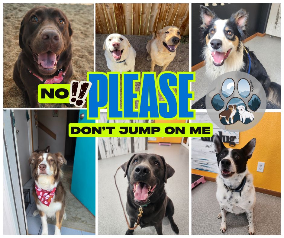 Ready to transform your dog's greetings today?
Imagine coming home to a calm, happy pup instead of a jumping whirlwind. Setting up a simple 'Treat Station' by your entryway can turn excitement into focused good manners. Every time you walk in, grab a treat, cue your dog to sit, and reward that beautiful calm behavior. Over time, your dog learns that polite greetings = yummy rewards!
Dog too excited to sit? Toss the treats to the floor away from you instead! Like we always say - a dog with his nose to the ground can't be a jumping dog!
What’s your dog’s favorite treat for training? Share below or tag us in your own Treat Station setup! 🐾
#k9wisdom_dognerd #puppytraining #dogtrainingtips #PositiveReinforcement #DogBehavior #DogLife #DogMom #DogDad #DogTrainer #DogLovers #DogsofInstagram #MindfulDogTraining #NorthernColorado #K9Wisdom