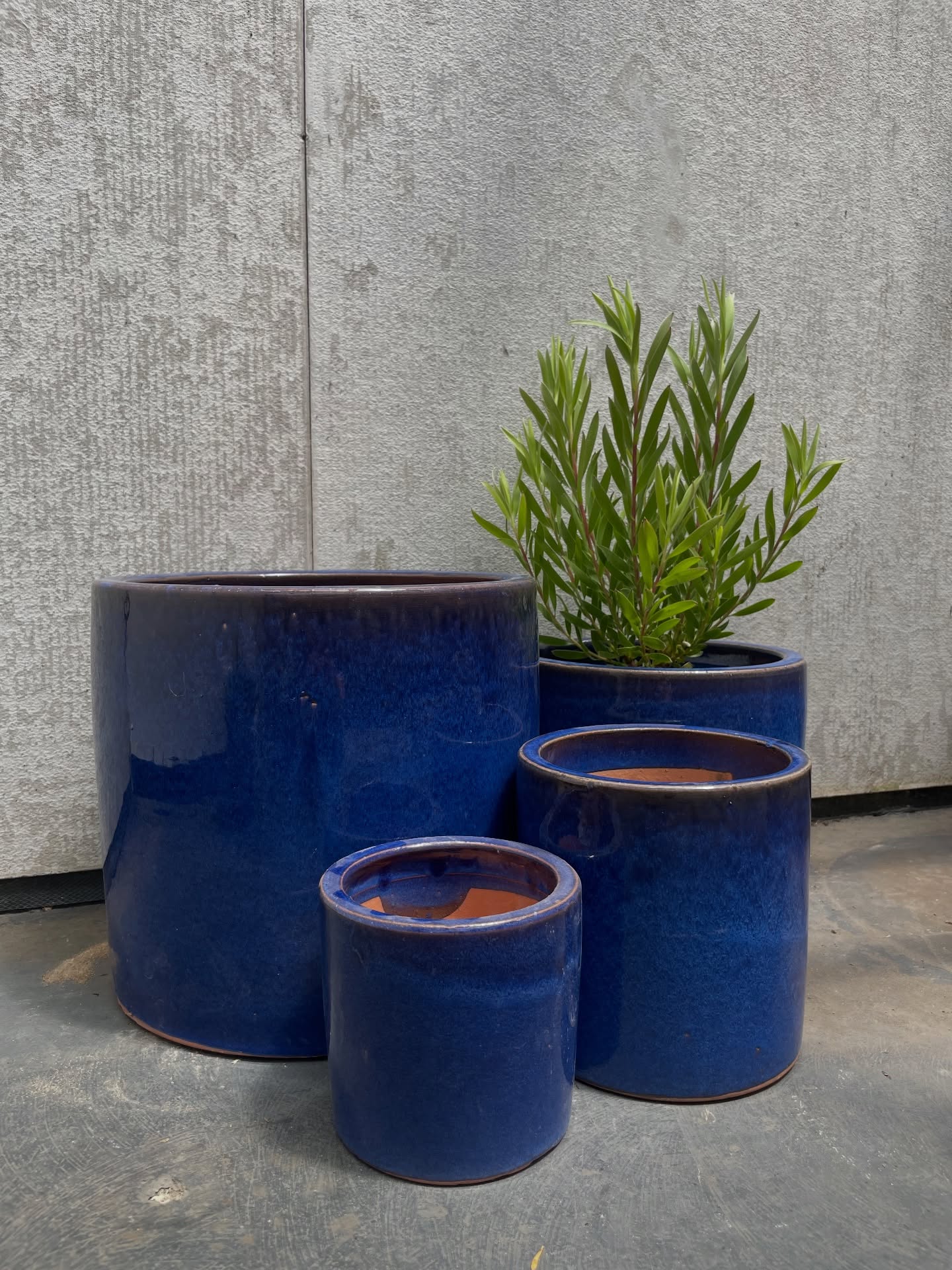 Check out our newest collection of rich cobalt glazed pots 💙
Perfect for succulents, herbs, or your favourite greenery. 🌱
Available in 4 sizes!
#planters #pottery #gardendecor #plantsplantsplants #ceramics