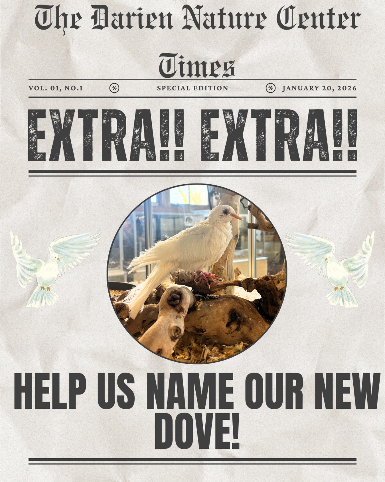 ?️?️Extra Extra! We have a new dove that needs a name! We’re so excited to have this lady join us here at the Nature Center, but we need your help naming her! Using the poll below, vote on your favorite choice and check back in a few days to see which name has come out on top!?️?️ #darienct #dariennaturecenter