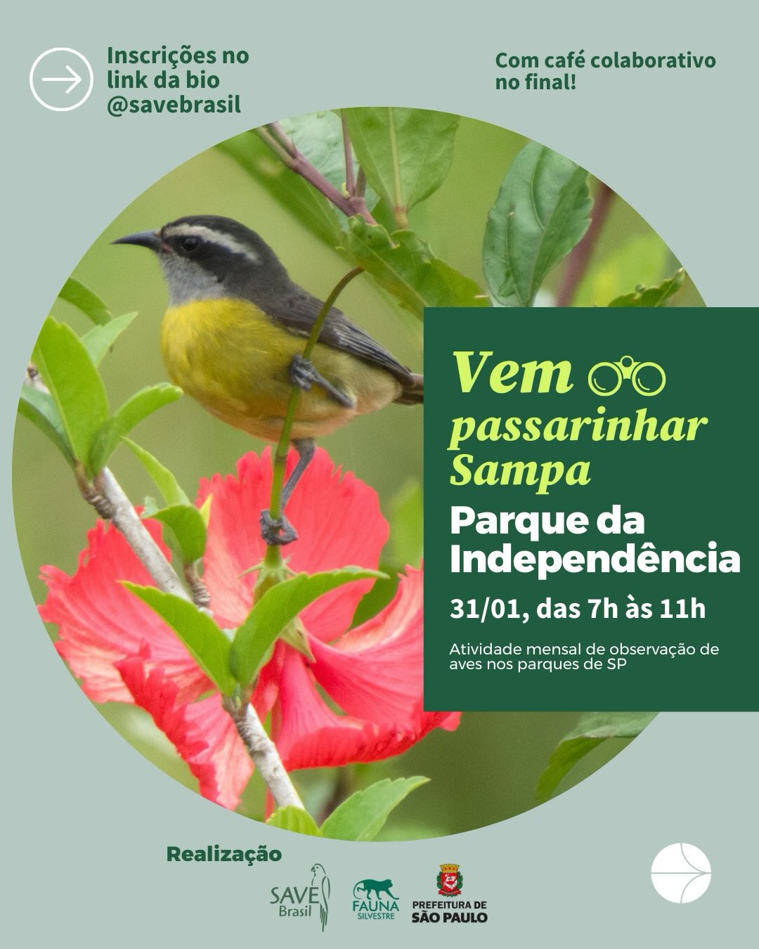#VemPassarinharSampa primeiro de 2026! 🌿🦜
No sábado, 31 de janeiro, a partir das 7h, a gente te espera no Parque da Independência para mais uma manhã de observação de aves, gratuita, com monitoria especializada e empréstimo de binóculos.
A atividade é promovida pela @savebrasil e pela Prefeitura de São Paulo, por meio da @faunasvma.
E tem mais: no nosso Papo de Passarinho, vamos receber Fabio Schunck, biólogo, doutor em Zoologia, com mais de 90 trabalhos científicos publicados, estuda e observa as aves da cidade de São Paulo a 26 anos e sempre se surpreende com as novas ocorrências e a capacidade de adaptação das aves urbanas.
O tema deste encontro será: Aves urbanas, surpresas e padrões pouco conhecidos
🧭Ponto de encontro: Praça do Monumento, 64 - Vila Monumento
📍Entrada pelo portão P10
✅ Dicas para uma boa experiência:
👟Vestimenta: Recomendamos o uso de roupas leves, calçados fechados e confortáveis.
🍽️ Alimentação: Teremos nosso tradicional lanche comunitário! Sinta-se à vontade para trazer algo simples para compartilhar com o grupo ao final da caminhada.
💦 Hidratação: Não esqueça sua garrafa de água individual.
☀️Proteção: Recomendamos o uso de repelente e protetor solar.
Quer uma ótima oportunidade de começar o ano em grande estilo, aprender mais sobre aves, conhecer gente nova e se conectar com a natureza da cidade? 🦜Inscreva-se no link da bio da @savebrasil e participe!
Foto: Cambacica (Coereba flaveola) Marco Silva
#savebrasil #birdwatching #meioambientesp #saopaulo