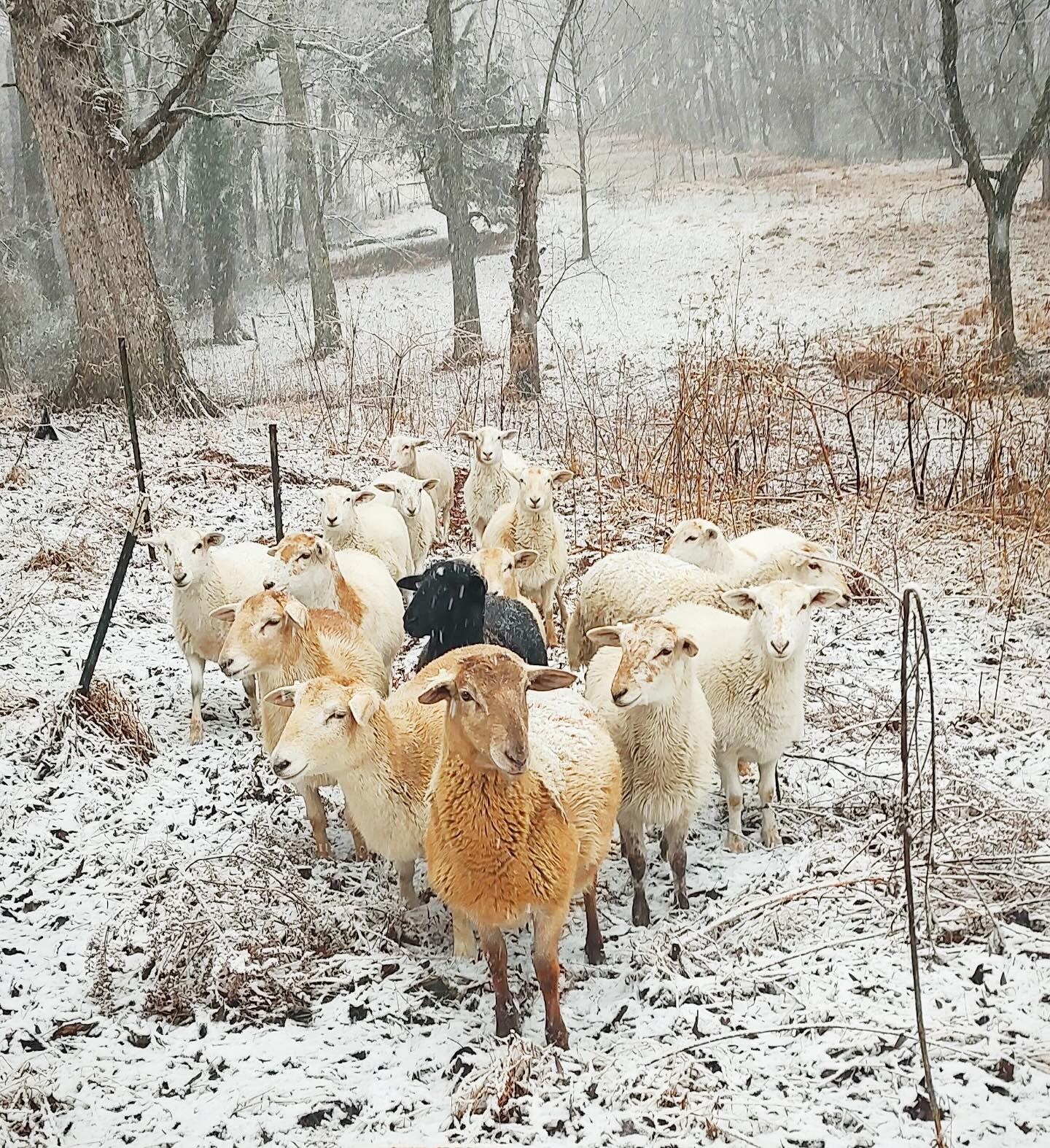 Some snowy friends in Efland 🥰❄️⛄️
