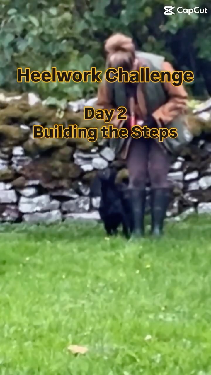 Are you ready for the next step.
We’re stretching it… just a little.
Confidence grows with each step — yours and theirs.
? Now reward every 2–3 steps, then 3-4, 4-5… stop at 5 for Day 2.
? Watch your dog with every step - build it gradually to ensure success.
? Keep your energy up, make it flow & encourage your dog along the way
? Use the same release & reset method at the end of each set
? Stick to short sessions, repeat often
3-5 sessions today
? Maola, 14 months WCS
Join in & tag us in your heelwork attempts ?
#ppgheelworkchallenge