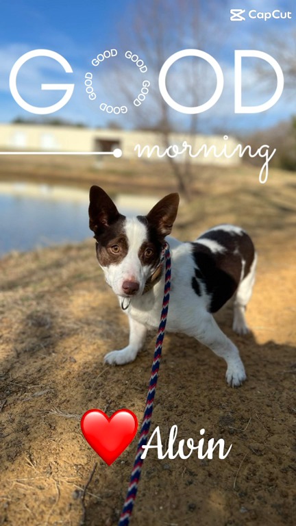 Good morning, friends ☀️🐾
Alvin is our little corgi mix who’s learning what it means to feel safe. 🥹
He’s about 3 years old and right now his biggest goal is simple: trust, bravery, and love.
Alvin is making progress every day, but a foster home would help him blossom even faster… and a forever home would be his dream come true. 🏡💛
If you’ve ever wanted to be someone’s “first safe place”… Alvin is waiting for you.
📣Please LIKE, COMMENT, and SHARE for Alvin,let’s get this sweet boy seen🐶✨
✅Foster: www.scdrm.com/foster
✅Adopt: www.scdrm.com/adopt
#rescuedismyfavoritebreed #dogs #texas #fosteringsaveslives #adoptdontshop
