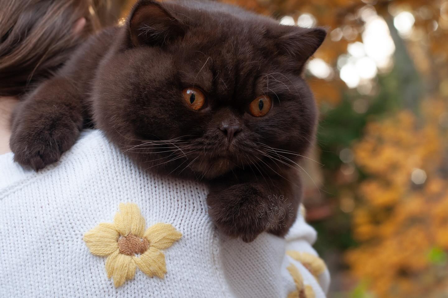 He’s such a sweet boy 🤎
Einstein Del Rey ✨
@britishdelrey
.
FOLLOW here @newenglandbrits 🦭
.
.
.
#britishshorthair #bestcatclub #catstagram #instacatfluencer #catsofboston #catsoftheworld #cutebritishshorthairs #allmeowphotos #instacatofficial #instacat_meows #happyfelines #catscollective #meowfeature #featurecats_insta #aworldforcats #all_animals_addiction #bestmeow #bearcub #bostoncats #chocolate #brownbear