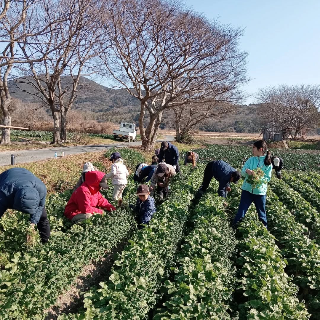 1月の畑の学校
キャベツやブロッコリーの生産活動で忙しいこの季節。畑の学校でも、キャベツの草抜きや大根の収獲を手伝いました。
小春日和の日差しのなかで、豚たちは気持ちよさそうにひなたぼっこしています。抜いた雑草はこの豚たちが食べてくれました。
今回植えたタマネギは来年の畑の学校でいただく予定です。
収穫した冬野菜をつかって焚火で作ったお鍋は絶品でした。
「どうしてこんなに美味しいんだろう」
「採れたてだからか、外で作っているからなのか」
そんな声が飛び交っていました。
#渥美どろんこ村 #地球1個分の暮らし #育てて食べる暮らし #時間空間エネルギー #46億年の歴史ロード
#渥美半島 #田原市 #有機農業 #オーガニック #持続可能な暮らし #農業体験 #農泊 #半農半x #自給自足 #地域おこし #新規就農