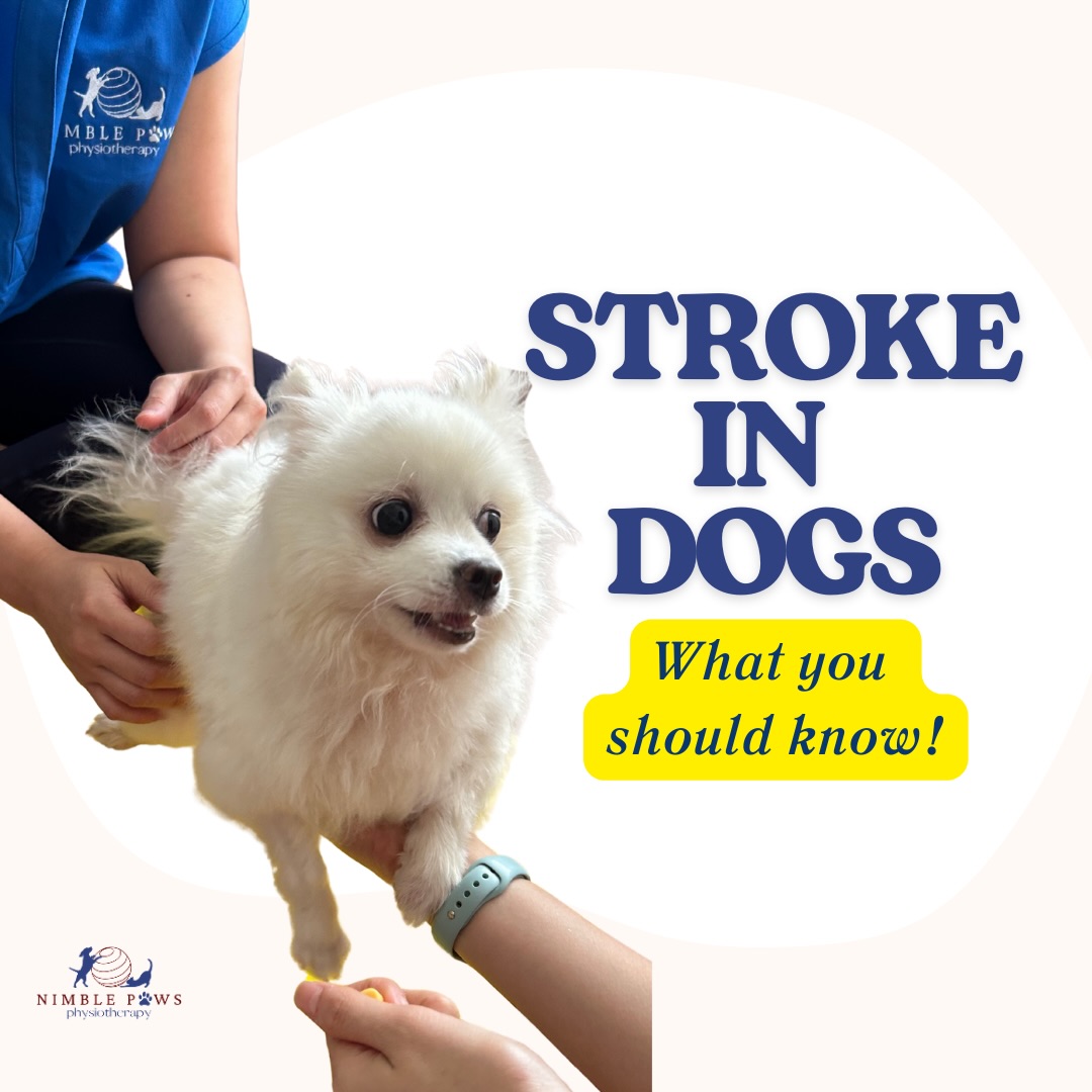 Strokes in dogs are uncommon, but recognising the signs early matters.
Sudden balance loss, head tilt, eye changes, or changes in behaviour should never be ignored.
If something feels sudden and off, trust that instinct and seek veterinary care promptly.
If you’d like to learn more, including risk factors, how strokes present, and what to do next, we’ve broken this down in our latest blog post - Link in bio!
#nimblepaws #movementmatters #caninerehab #dogphysio #sgdogs
