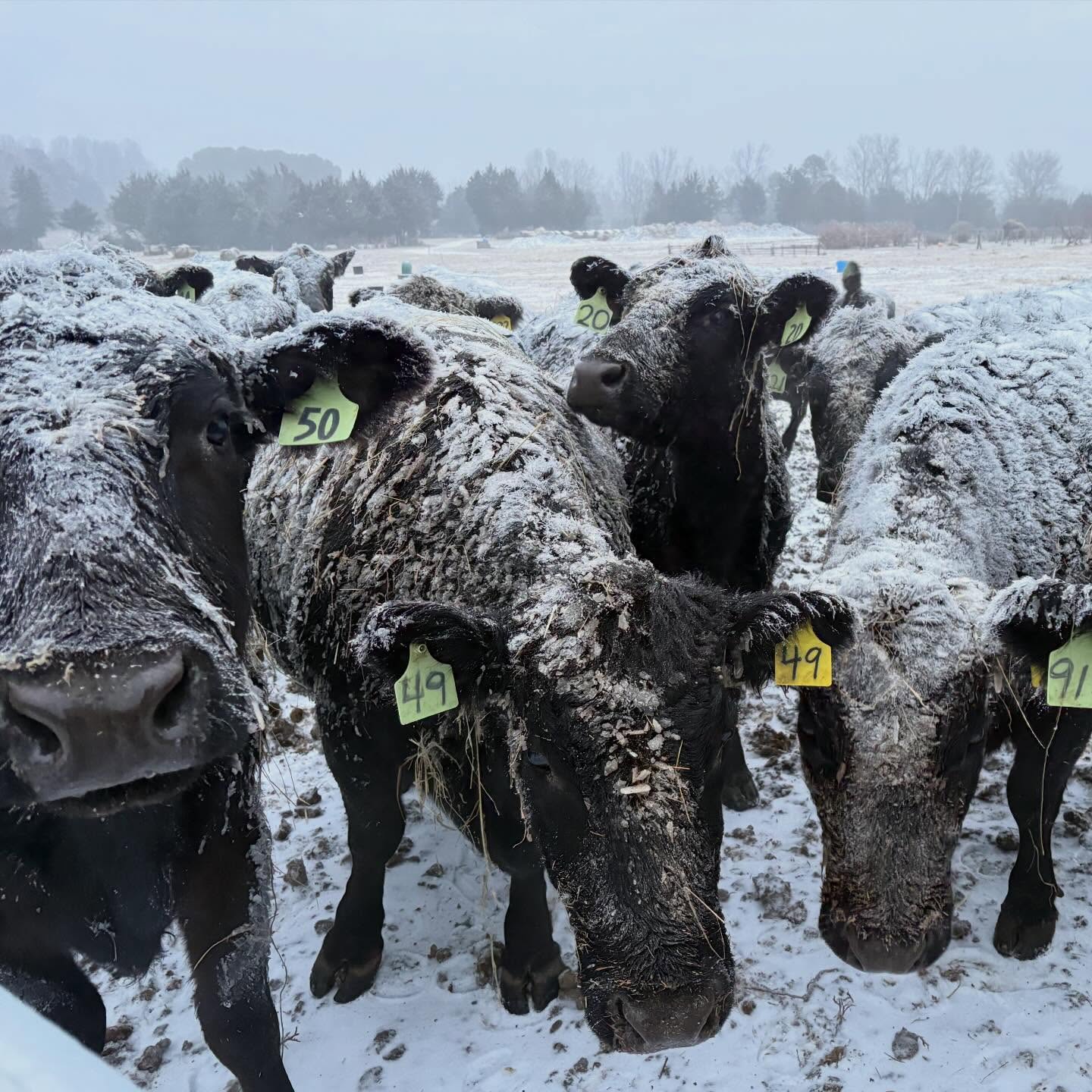 An icey day on the farm.