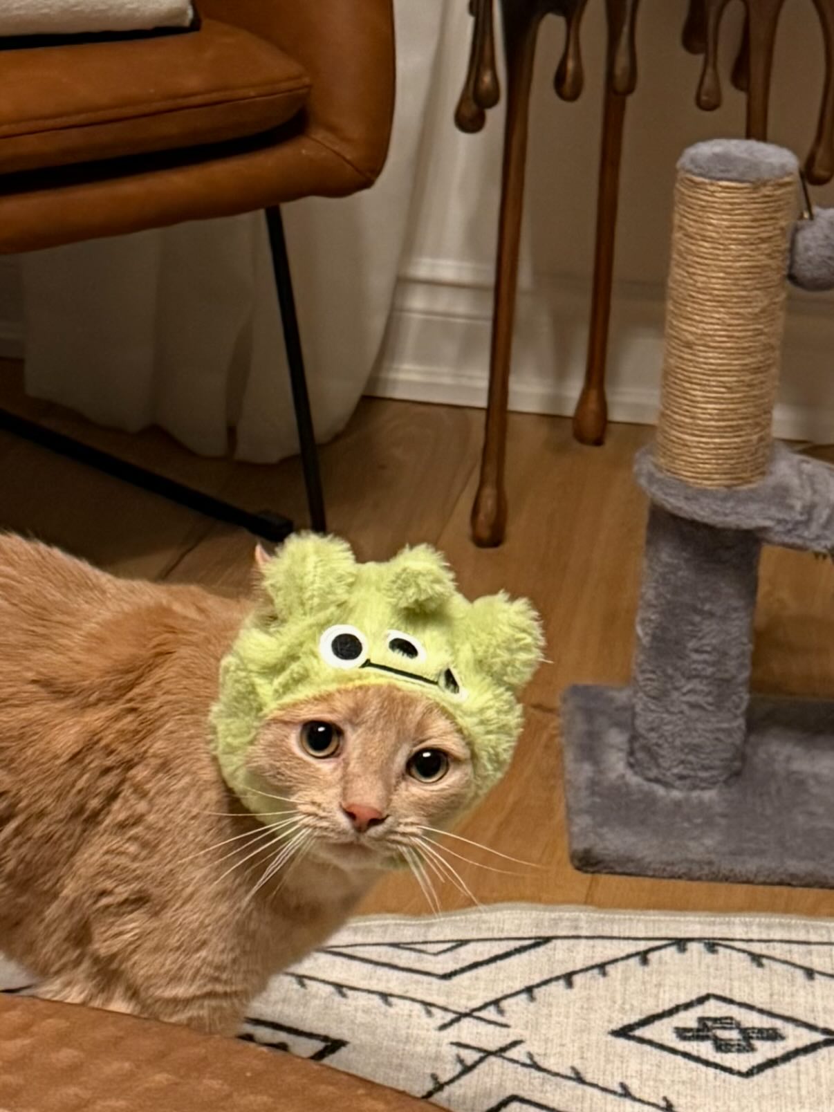 @beingisaacnewton hated me for a good solid hour after I put the hat on him. 😅😂🥹❤️🥰 👽
PS. I was only on for a minute to take a pic.🤳
#cats #cats_of_instagram #alien #aliens #ufo #cats_of_world #catoftheday