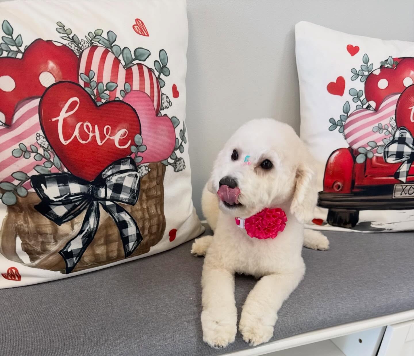 Hearts, bows, and the cutest little nose! Marley was groomed by Yohanna! @uptowndogspetspa #minipoodle #poodle #missmarley #cutie #wellingtonfl