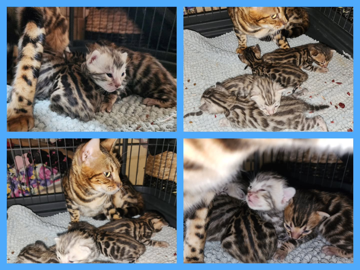 Duchess and her adorable boys ๐๐