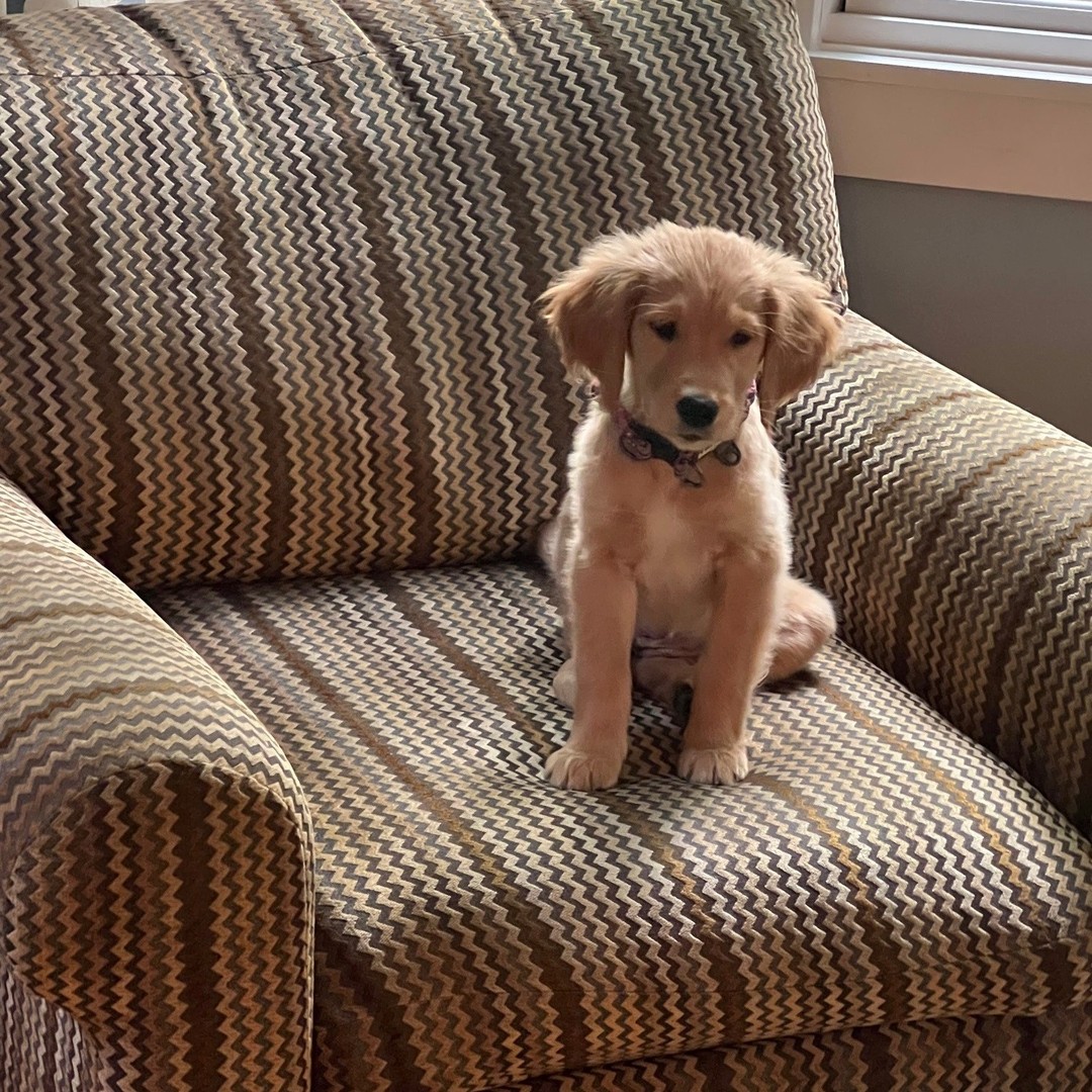 Celebrating #nationaldogday with CJB's newest dog boss. Welcome to the team, Millie.
