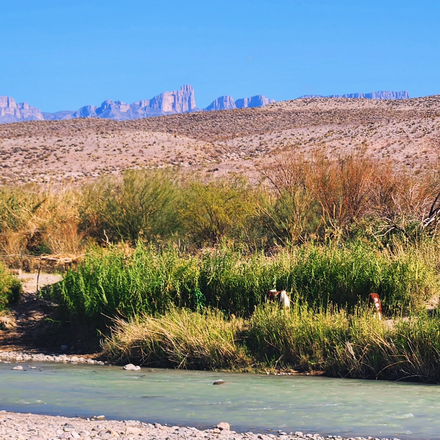 Big Bend National Park Day 2 #nationalpark #vanlife #travel #bigbend #texas
