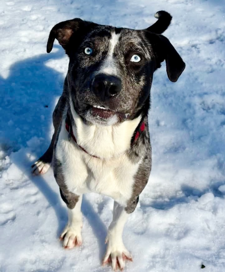 It’s so cold, you need a new furry friend to snuggle up with! 🥶❄️
Meet Squeezy! Just look at his beautiful blue eyes! 😍😍
He’s a Catahoula mix, around 2 years old and 57 pounds.
Squeezy has a microchip but no contact info, so now he’s available for adoption.
He’s a ton of fun! Squeezy loves to chase and play with a ball 🎾 , he’s super sweet, and he definitely seems potty trained!
Come meet him at 4500 Kramer Street, Tuesday-Saturday, 10:30-5. No appointment needed.
Photos don’t always do these sweet pups justice, so it’s best to meet them in person.
All adoptions include spay/neuter, microchip, and shots. The shelter is WAY too full.
Please share! Every time you adopt, you save a life. 💜🐾