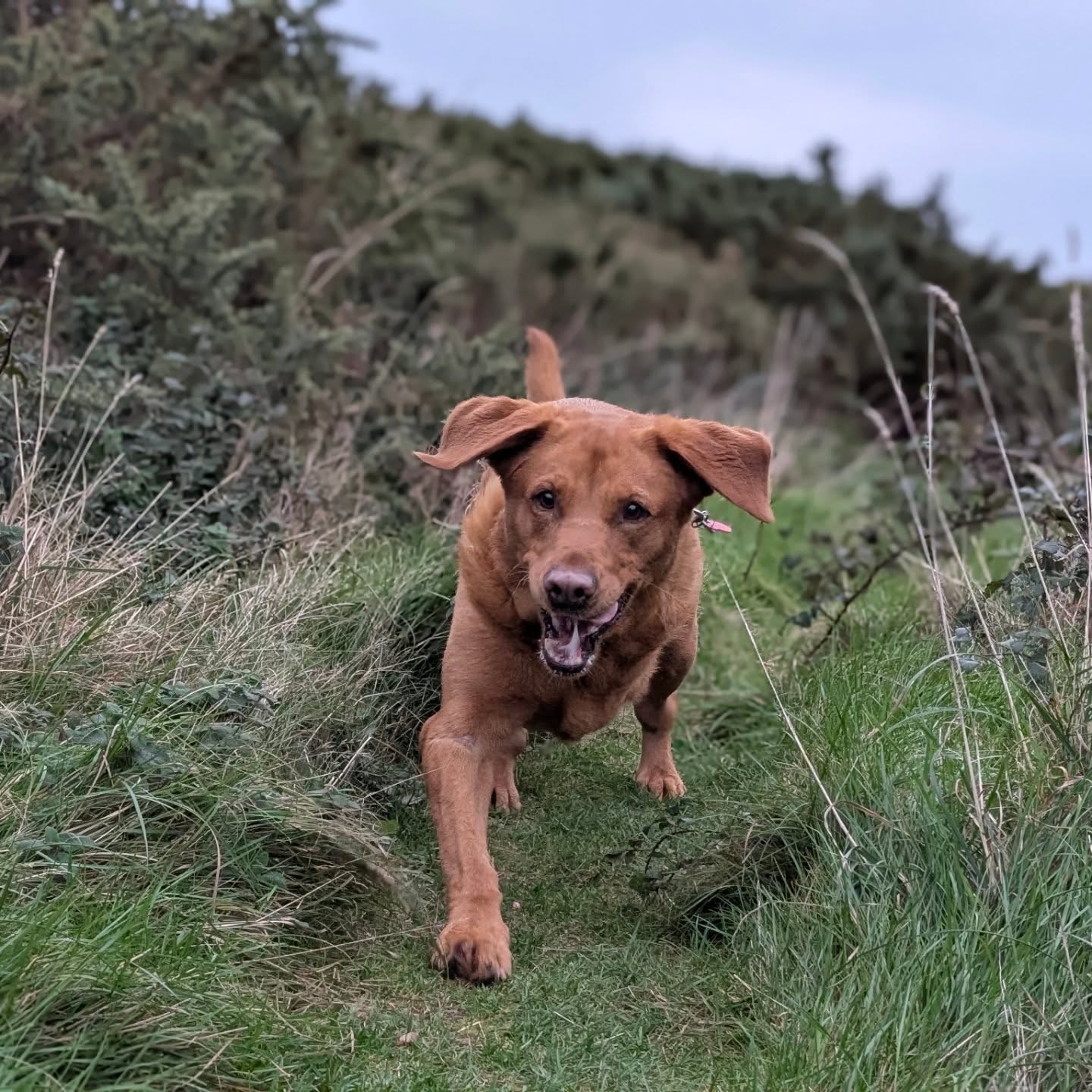 Check out the energy in this bunch of Doggys! Trust me, Bentley was getting into it 🐕😍😆