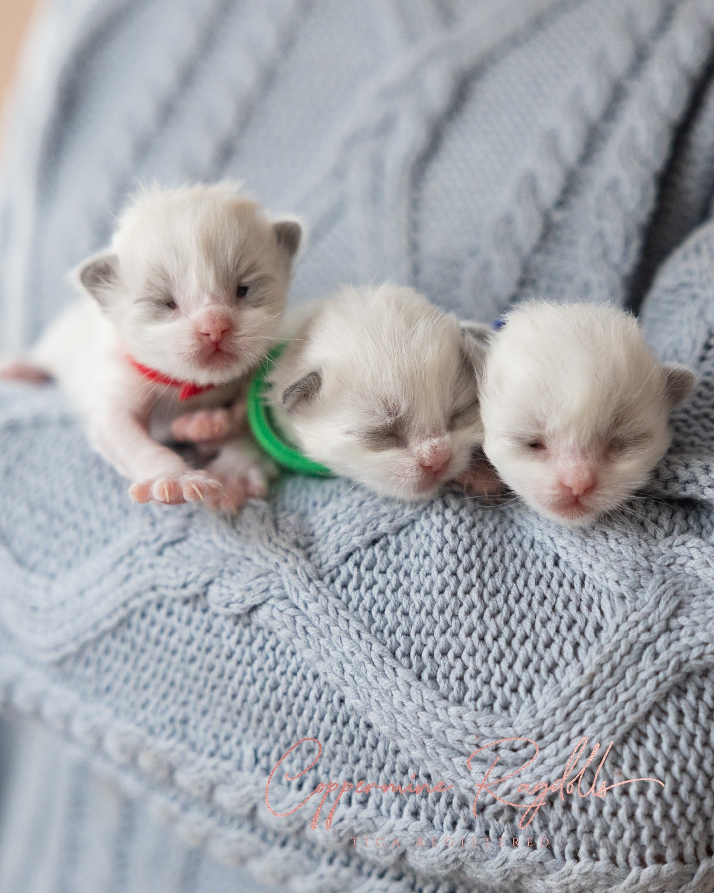 Three weeks of tiny paws, quiet cuddles, and the s…