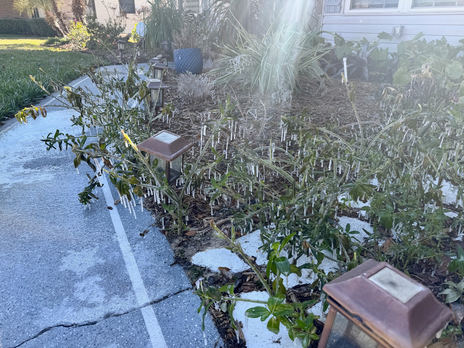 OMG, I just got home off the road and my sprinklers must have been running this morning and it's in the 20's here in Florida. You don't see this often in Florida.