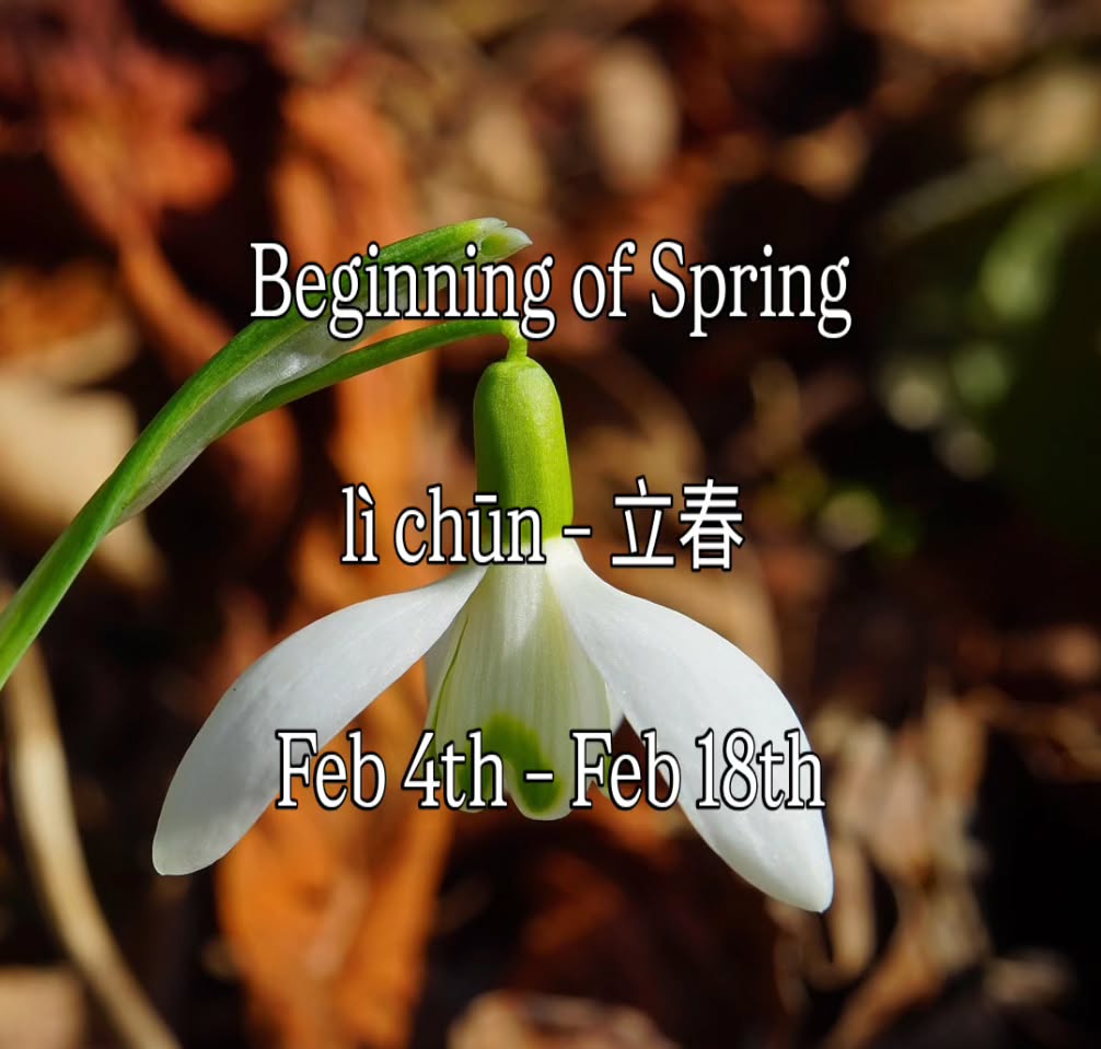 Spring Energy
ELEMENT: Wood
ORGANS: Liver / Gallbladder
The first seasonal point of the calendar marks the beginning of spring. This is a wonderful time to make a fresh start. Even though we may still have some cold days ahead, spring is coming! This is when we feel an inner vitality returning after the cold, dark winter months. Keep warm but start to move more and expend more energy. ##solarterm #tcm #chinesemedicine #takecontrolofyourwellbeing #wellbeingworkshops