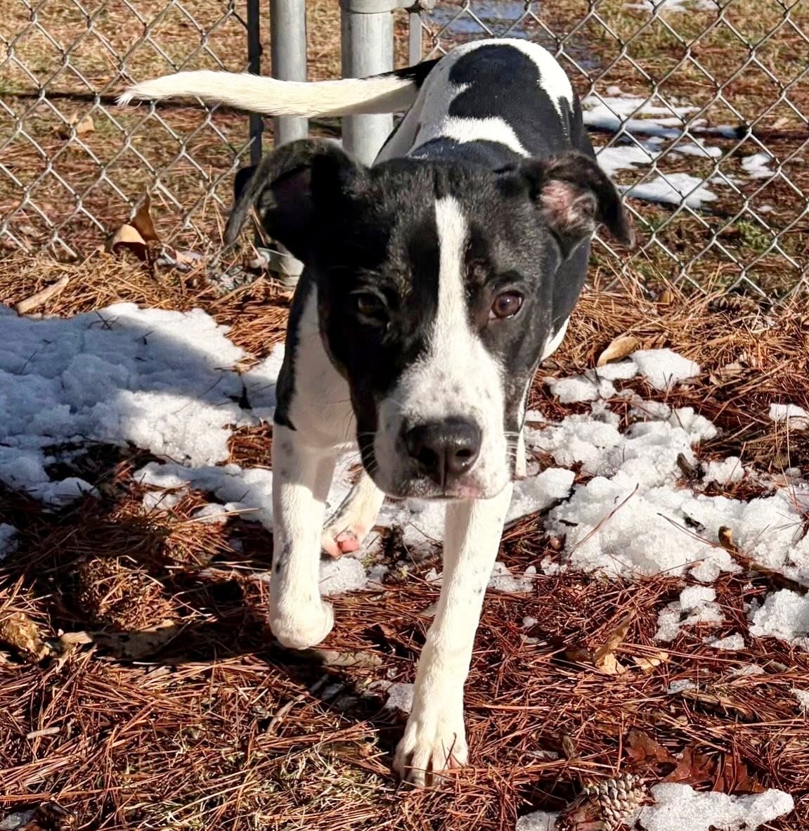 This sweet little boy is Mickey! Isn’t he precious?
He’s listed as a 9-month-old hound/terrier mix weighing in at 30 pounds.
Mickey appears to be potty trained and does well on a leash. He’s very friendly and loves cuddles and pets as much as playing in the yard. He sits for treats and quickly learns other commands!
Can he come home with you?
Come meet him at 4500 Kramer Street, Tuesday-Saturday, 10:30-5. No appointment needed.
Photos don’t always do these sweet pups justice, so it’s best to meet them in person.
All adoptions include spay/neuter, microchip, and shots. The shelter is WAY too full.
Please share! Every time you adopt, you save a life. 💜🐾