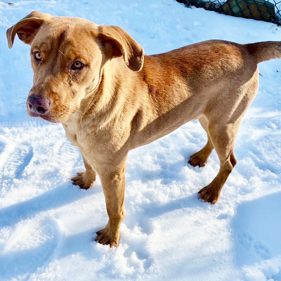 This handsome fella is Marshmallow! 😍
He is just the sweetest boy. As you can see in the video, he loves playing with other pups.
Marshmallow is about a year old and weighs 60 pounds. He’s listed as a possible Ridgeback/golden lab mix.
He appears to be potty trained and walks easily on a leash.
Can he come home with you?
Come meet her at 4500 Kramer Street, Tuesday-Saturday, 10:30-5. No appointment needed.
Photos don’t always do these sweet pups justice, so it’s best to meet them in person.
All adoptions include spay/neuter, microchip, and shots. The shelter is WAY too full.
Please share! Every time you adopt, you save a life. 💜🐾