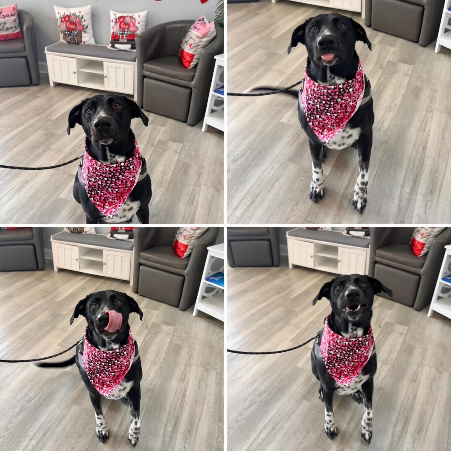 Handsome, freshly groomed, and ready to charm❤️ Finn looking soooo perfect after his spa day? @uptowndogspetspa #dalmation #dalmationmix #bathtimefun #spaday #wellingtonfl