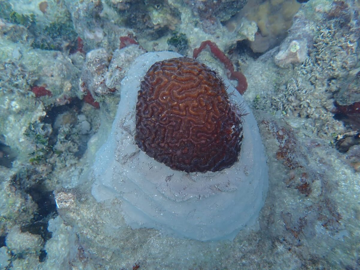 Rescate de corales 🪸🚨🚑
Los corales viven pegados al arrecife, si se desprenden, o fragmentan, tiene menor posibilidad de sobrevivir. Esto puede pasar por disturbios como corrientes fuertes y marejadas, o impactos directos humanos como un encallamiento.
🌪️🌊🚤
En estos casos, los corales son colectados y se fijan en un espacio disponible en el arrecife para que continúen con sus servicios y funciones ecológicas.
.
.
.
.
.
#coralrestorationpr #seaventuresmru #coralconservation #coralrescue