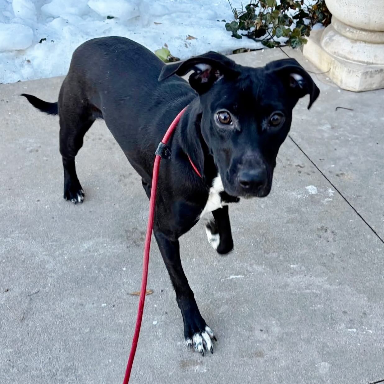 Looking for a medium sized pup? Sweet Mumbo is your girl! 😍
She is listed as a 10-month-old terrier mix. She weighs around 30 pounds, and won’t get much bigger.
Mumbo is such a friendly, sweet girl. Can she come home with you?
Come meet her at 4500 Kramer Street, Tuesday-Saturday, 10:30-5. No appointment needed.
Photos don’t always do these sweet pups justice, so it’s best to meet them in person.
All adoptions include spay/neuter, microchip, and shots. The shelter is WAY too full.
Please share! Every time you adopt, you save a life. 💜🐾