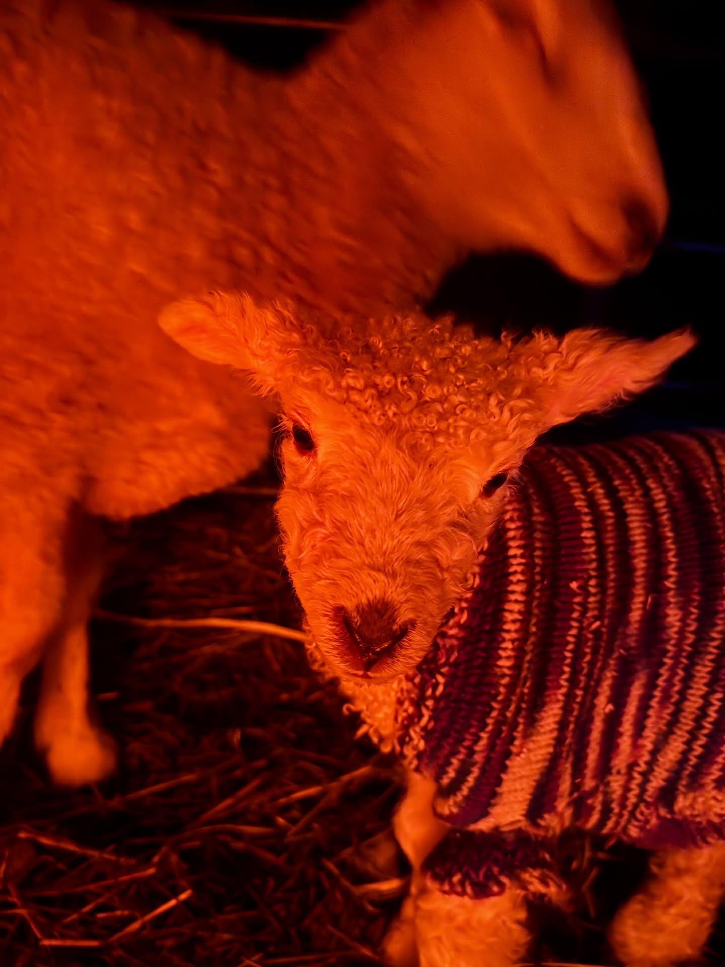 Eloise is pretty camera shy but we finally were able to get a snap of our last reg Cotswold lamb born to Penelope. Our next group is supposed to start lambing in the next two weeks!
#sheep #lambing #smallfarm
