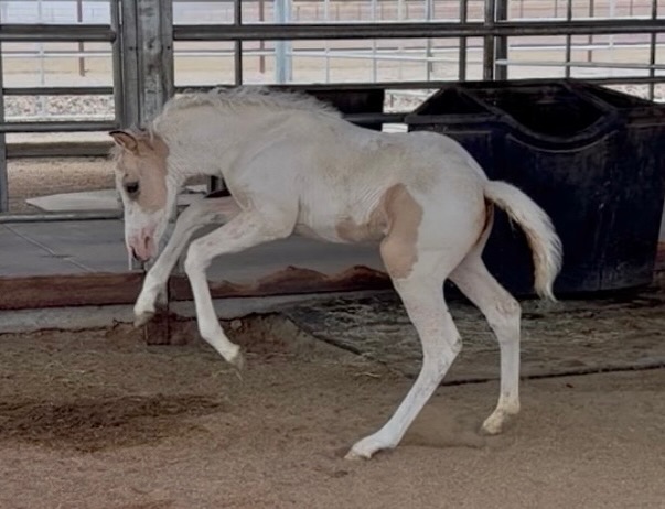 Cute little goober. This is Iris by Gunnatrashya and out of SHR Cookie Cutter!