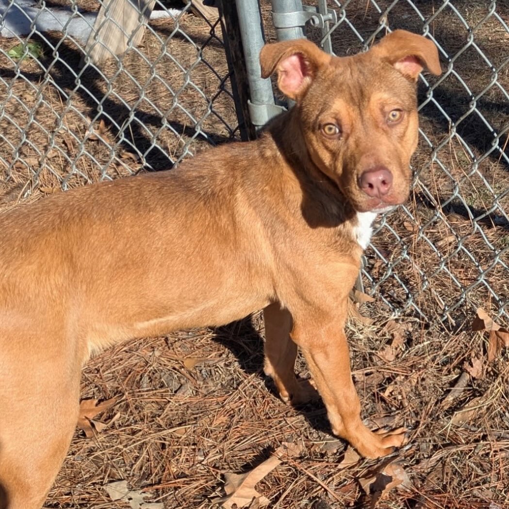Looking for a sweet puppy? Buzbee is your guy!
He’s just a baby with playful, friendly energy. He’s just under 20 pounds at around 6 months old so he will likely be a medium size-dog.
He’s very responsive to training, seems to like other dogs a lot, and he completely ignored a cat he saw on a walk.
Buzbee is listed as a lab/retriever mix.
Can he come home with you?
Come meet him at 4500 Kramer Street, Tuesday-Saturday, 10:30-5. No appointment needed.
Photos don’t always do these sweet pups justice, so it’s best to meet them in person.
All adoptions include spay/neuter, microchip, and shots. The shelter is WAY too full.
Please share! Every time you adopt, you save a life. 💜🐾