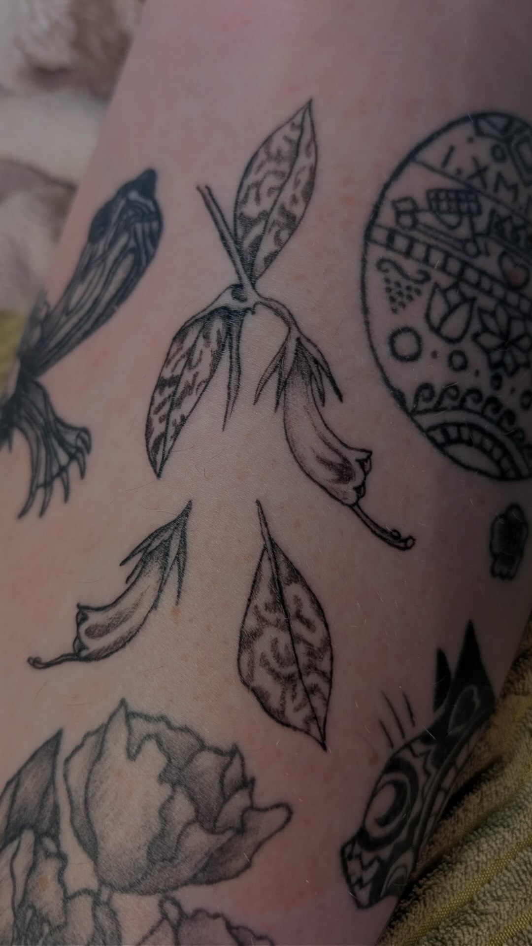 From fresh to healed this Lipstick Hoya plant tattoo turned out beautifully,
.
Thank you Toni for your trust, the development of your tattoo sock is really coming together. đĽ
.
đ˘ surprise guest star @tank.the.turt
.
#freshtattoo #healedtattoo #surpriseguest #turtle #planttattoo