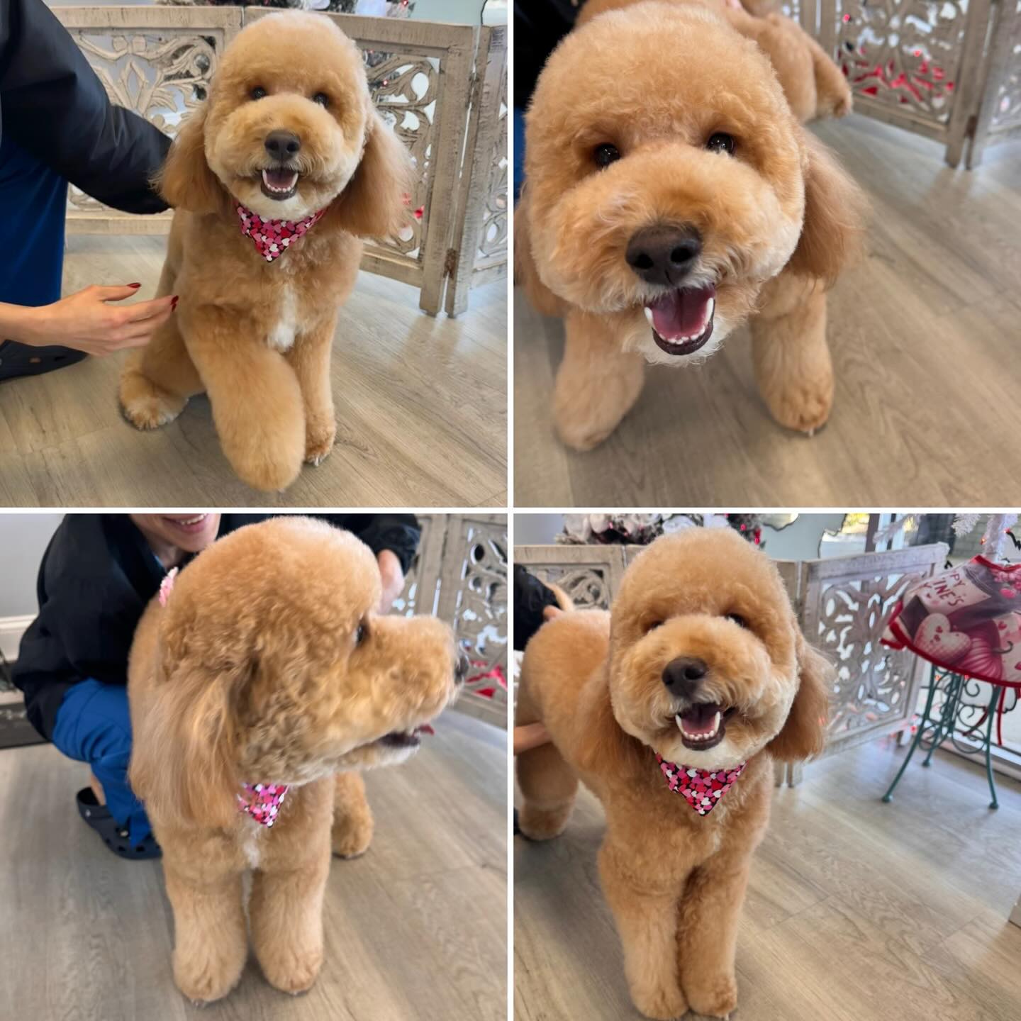 Smokey stealing hearts one wag at a time ? He was groomed by Yohanna! @uptowndogspetspa #goldendoodle #doodle #smokey #handsome #wellingtonfl