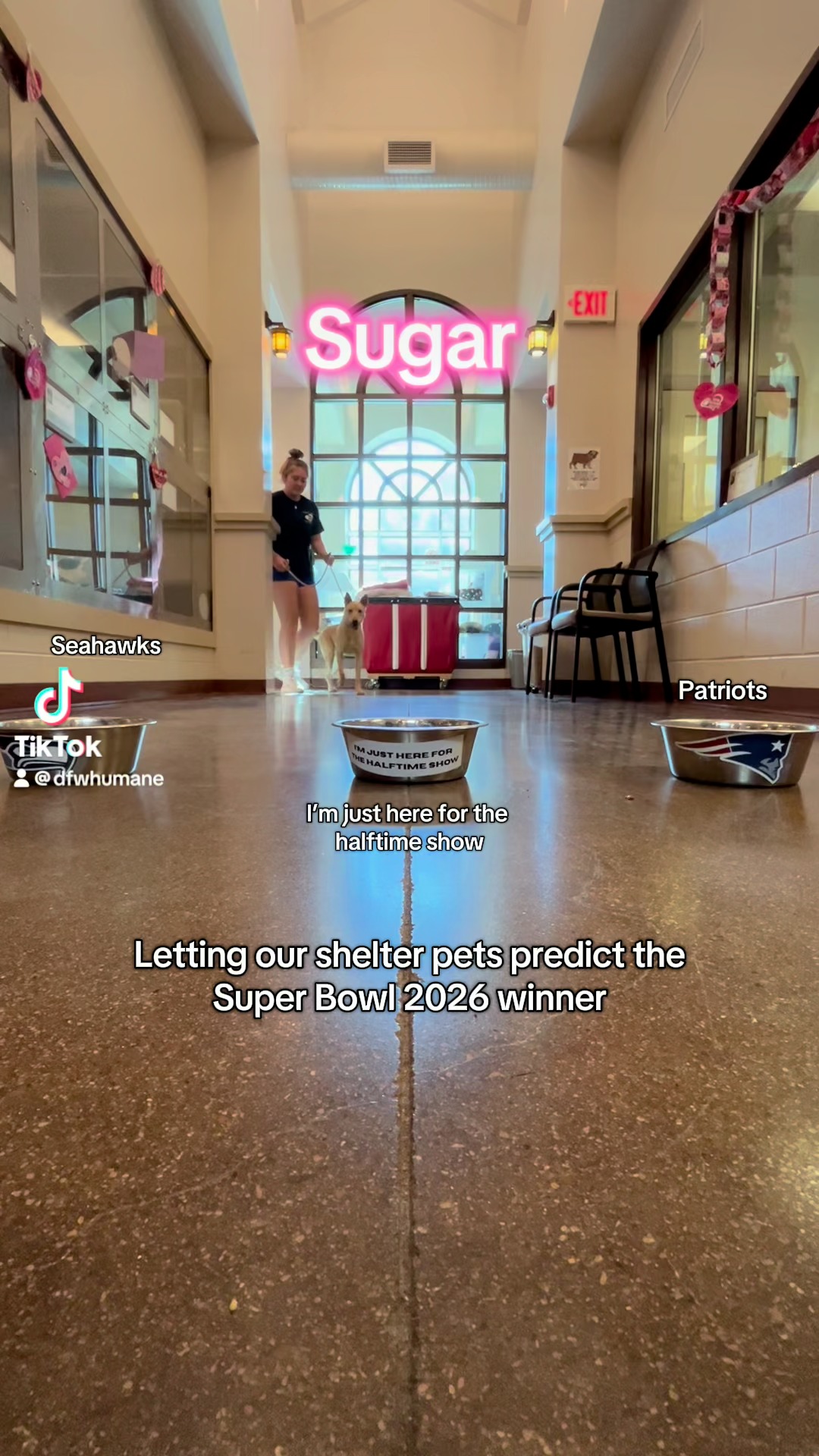 Our shelter dogs are placing their bets for who they think will win the Super Bowl on tomorrow. This one’s for all the biscuits! Do you agree with our pups predictions 🤔 Drop who you think will win below 👇🏼
@badbunnypr