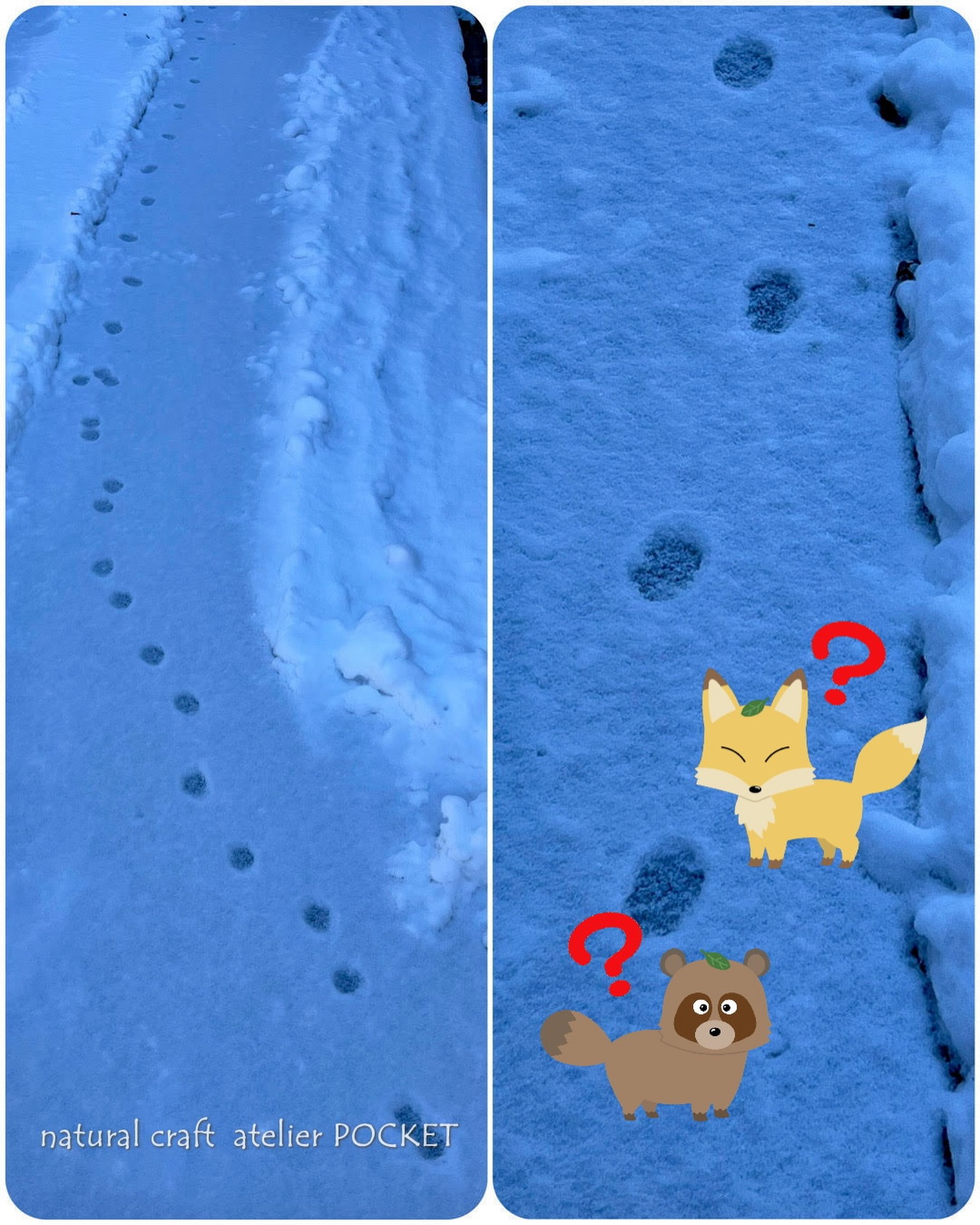 昨日、駐車場まで下りたら、隣の空き地(林)このから車の下まで7センチ前後の可愛い足跡が…🐾『雪・獣・足跡』と、ネットで調べたらどうもキツネの足跡にも似ている様な…?
このお山にも、ホンドギツネが住んでいるとのこと🦊タヌキやテン、アナグマが庭にやってくることがありますがキツネにはまだ出会ったことがありません。氷点下8℃はさすがに寒かったのかなぁ…果たしてこれは誰の足跡か?
#可愛い足跡
#キツネかタヌキか
#お山暮らし
#雪の足跡
#atelierPOCKET