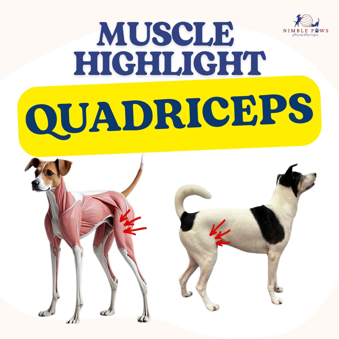 The quadriceps work across two joints, which is why they influence both hip and knee movement.
Their role goes beyond strength alone. They contribute to power, control and how load is managed during every day tasks.
Depending on their movement pattern or condition, quads can end up doing too much or not enough.
Watching how they’re working often tells us more than looking at one joint in isolation
#nimblepaws #movementmatters #caninerehab #dogphysio #sgdogs