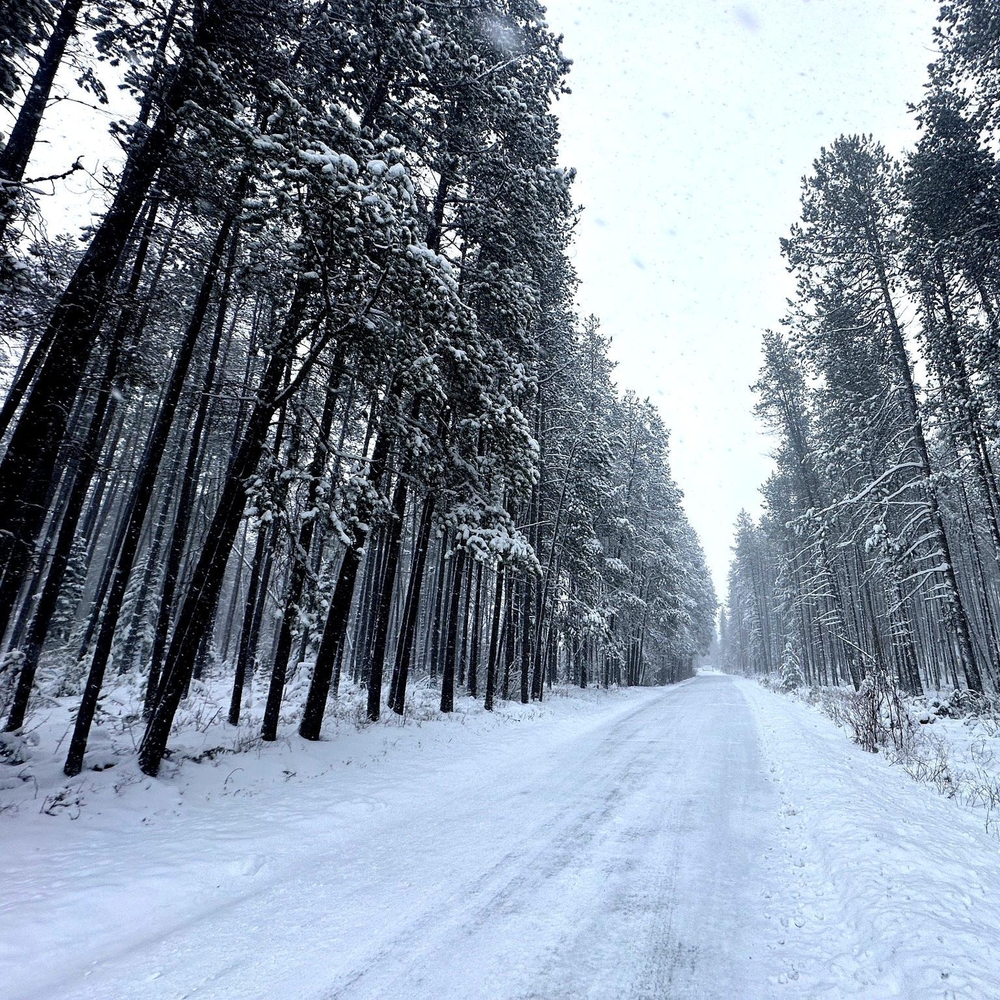 We finally got a little of the white stuff here at Green Valley Ranch ❄️
After plowing the road, it was impossible not to just stop and listen to the quiet.
Fresh snow has a way of slowing everything down — pure stillness, peace, and beauty all around.