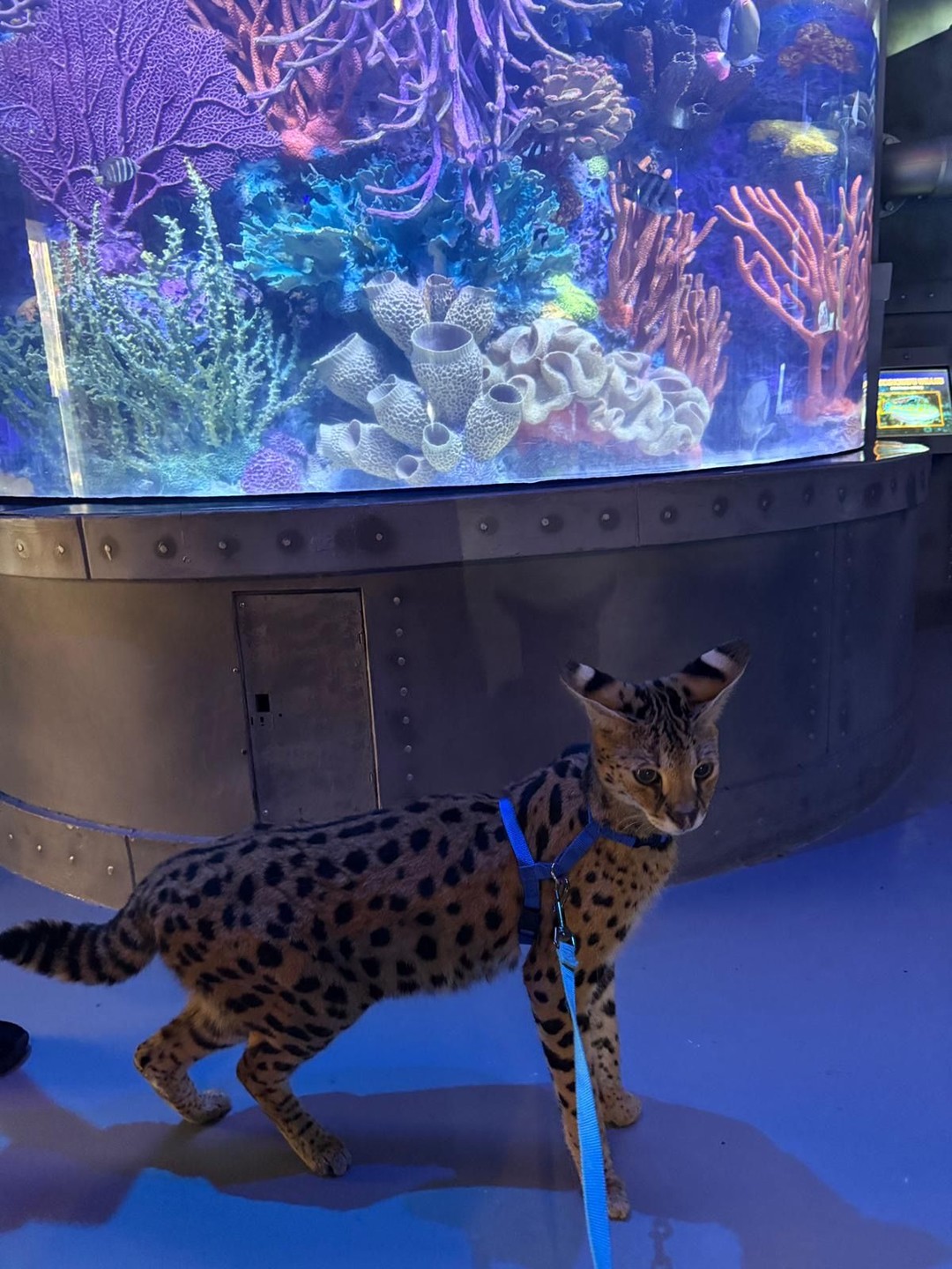 Celebrate the elegance and agility of the serval at World Serval Day on March 18! ?
Join us for keeper talks, activities, and demonstrations highlighting the remarkable adaptations and behaviors that make these African felines so extraordinary.
We’re proud to be home to three stunning servals: Isis, Layla, and Seth. Experience their world up close while championing wildlife conservation.