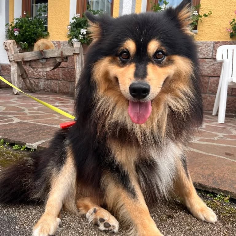 Gli amici cani allo Scoiattolo con noi?