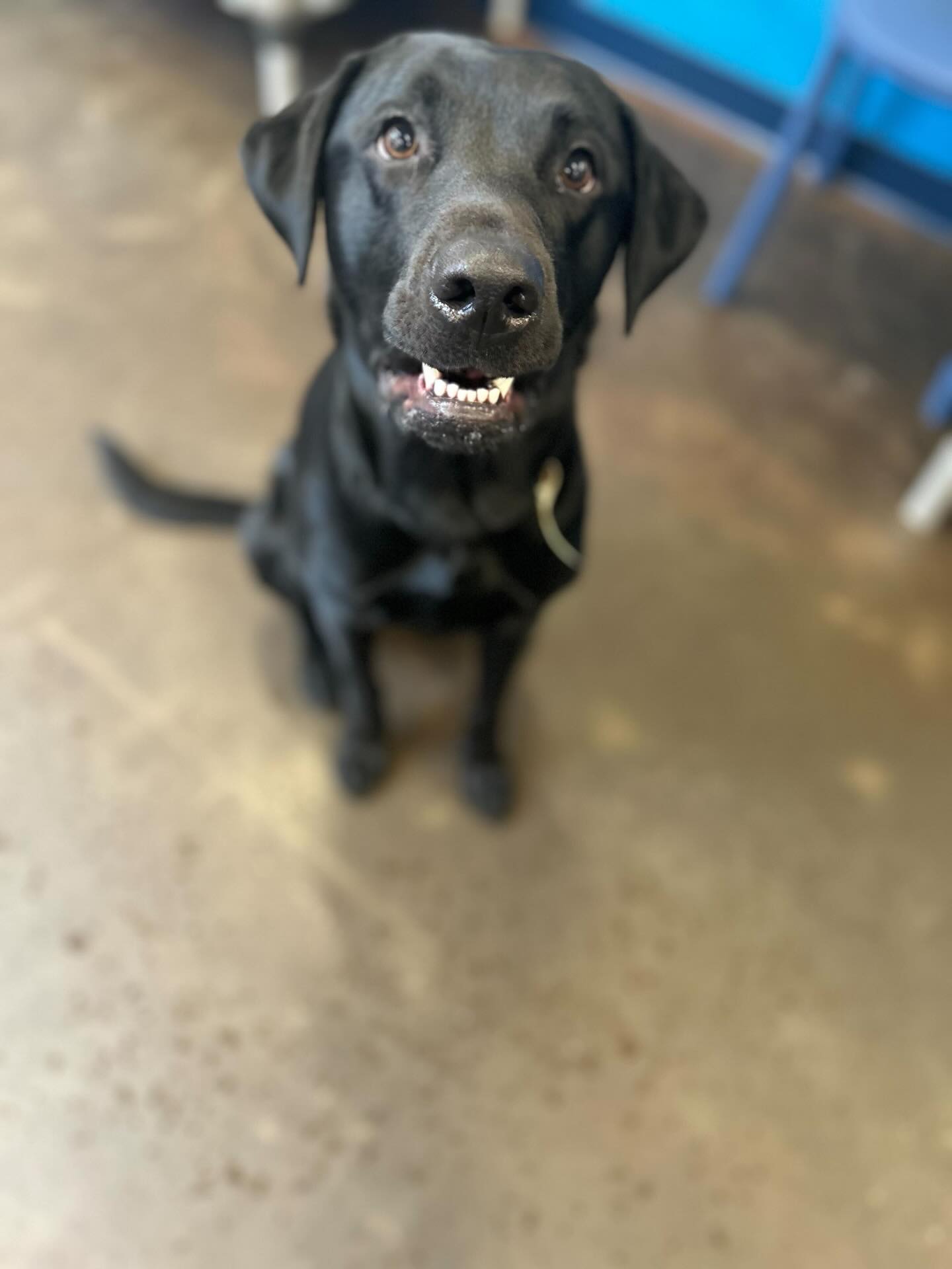 Standard Operating Procedure
Arrive.
Be adorable.
Play until you drop.
Swipe to see some of our favorite faces โก๏ธ Rocky, Dobby, Bentley, Dexter, Sesame, Kiwi, Lily, Rory & Kaethe