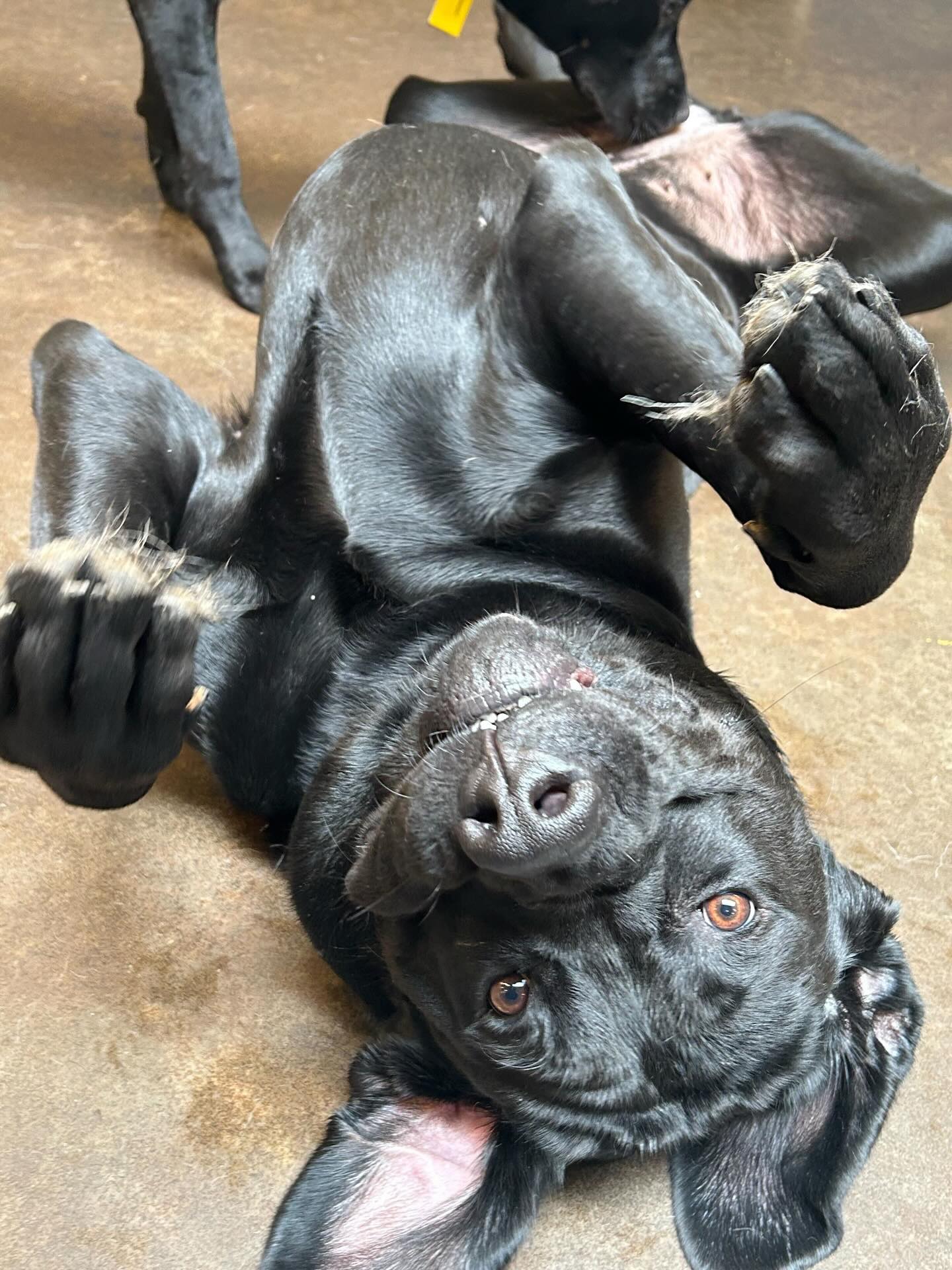 Thunderโs daycare setting โก๏ธ Australia Mode#chilllevel100 #dogdaycarelife #mastadorsofinstagram