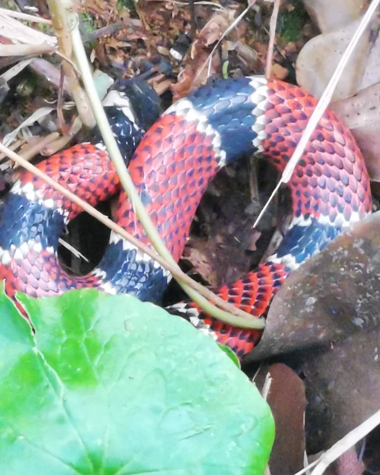 Dia Internacional da Biodiversidade ?
Hoje celebramos o Dia Internacional da Biodiversidade, uma data muito especial que nos lembra da importância de preservar e proteger a incrível diversidade de vida em nosso planeta. ?
Nessa ocasião, gostaria de destacar a Ilha Grande, um lugar verdadeiramente mágico e cheio de vida que deve ser preservado como um tesouro para as gerações futuras. ?️ Com uma biodiversidade única, essa ilha localizada no litoral do Rio de Janeiro é um verdadeiro paraíso para os amantes da natureza.
A Ilha Grande abriga uma vasta gama de ecossistemas, que incluem florestas tropicais, manguezais, praias deslumbrantes e recifes de coral. Sua diversidade de habitats sustenta uma grande variedade de espécies, tanto terrestres quanto marinhas. ??
Ao explorar a Ilha Grande, você será presenteado com paisagens deslumbrantes e a oportunidade de avistar espécies como macacos, aves, golfinhos e tartarugas marinhas. Cada encontro com esses animais nos lembra da fragilidade e beleza da vida selvagem. ??
No entanto, devemos lembrar que nossa presença pode ter um impacto significativo nesse ecossistema delicado. É nosso dever agir de forma responsável e sustentável, respeitando a flora e a fauna locais. Pequenas ações, como evitar a produção de lixo, não alimentar os animais e não perturbar seus habitats, podem fazer uma grande diferença.
Devemos aproveitar a oportunidade de visitar a Ilha Grande não apenas para desfrutar de suas belezas naturais, mas também para aprender sobre a importância da conservação da biodiversidade. A educação e conscientização são fundamentais para garantir que esse tesouro natural permaneça intocado por muitos e muitos anos. ??
Neste Dia Internacional da Biodiversidade, vamos celebrar a incrível diversidade de vida em nosso planeta e reafirmar nosso compromisso em proteger lugares como a Ilha Grande, onde a natureza floresce e nos presenteia com sua grandiosidade.?
?Juntos, podemos fazer a diferença
#DiaDaBiodiversidade #IlhaGrande #Preservação #Natureza #Conservação #Sustentabilidade #ilhagrandehiking
?@bruno.ilhagrande