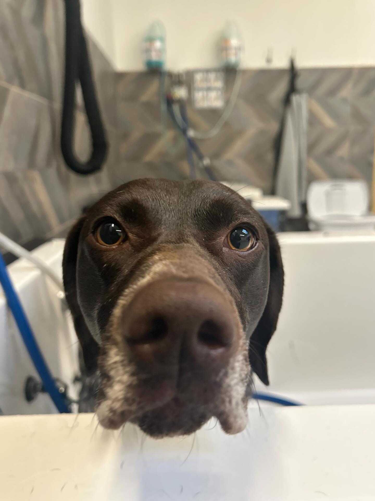 Is it even a if they donโt at you like youโve just told them treats are forever
Dallas + Bettie Boop + Holly are really leaning into the โpoor meโ aesthetic Donโt let those puppy dog fool youโtheyโre actually loving the extra pampering (even if their faces donโt say it) #dogbaths #dogsofinstagram #workingwithdogs