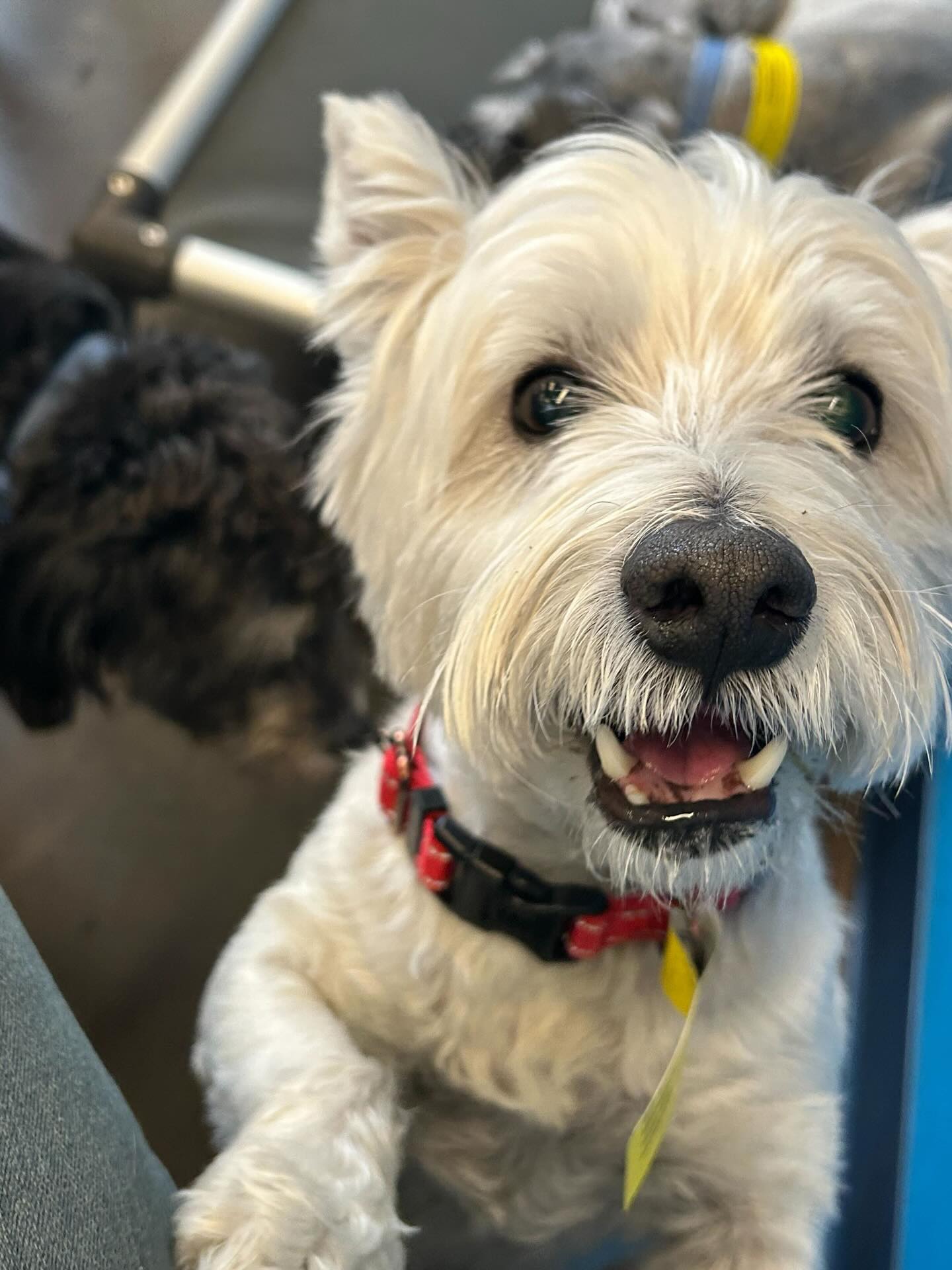 #temperamentevaluation update Chesterโs a total + #yappyhour approved โ
#dogdaycarelife #westiesofinstagram #dogsarethecutest