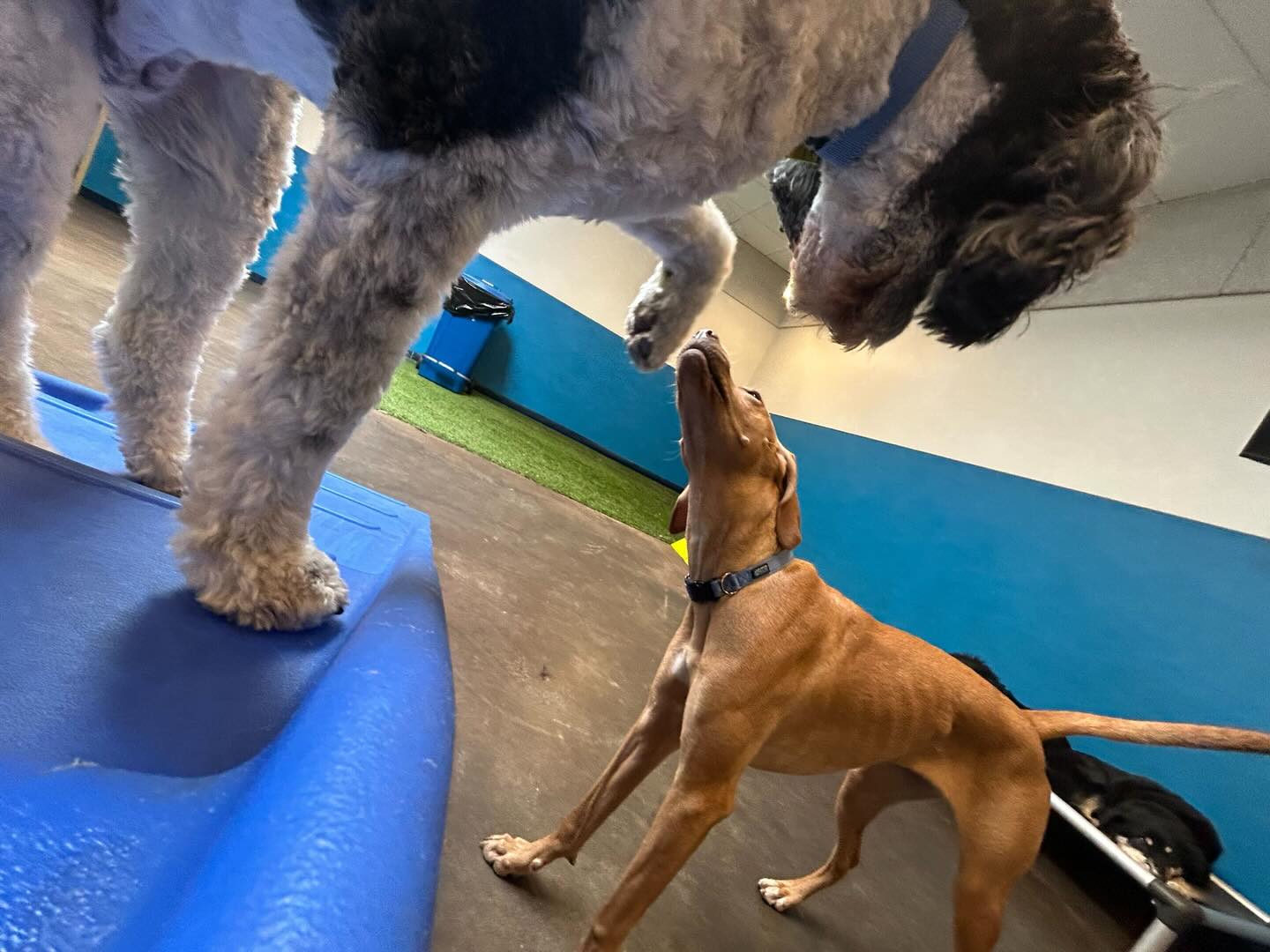 Penny: Excuse me, Holly? I believe it is my turn to use the ramp #dogdaycare #dogsofinstagram #dogsarethebest