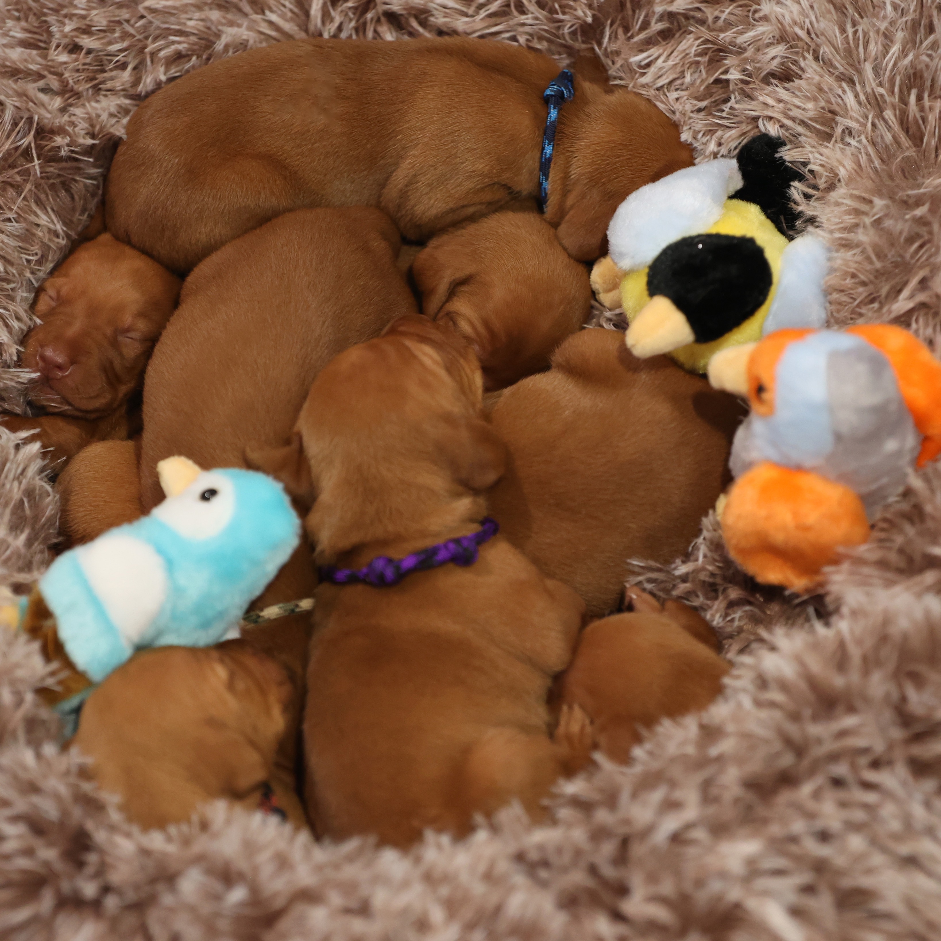 New nest, who dis? ??
#moonlightvizslas
#preservationbreeder
#ilovemyvizslas
#wellerxlaceylitter
#birdnerds