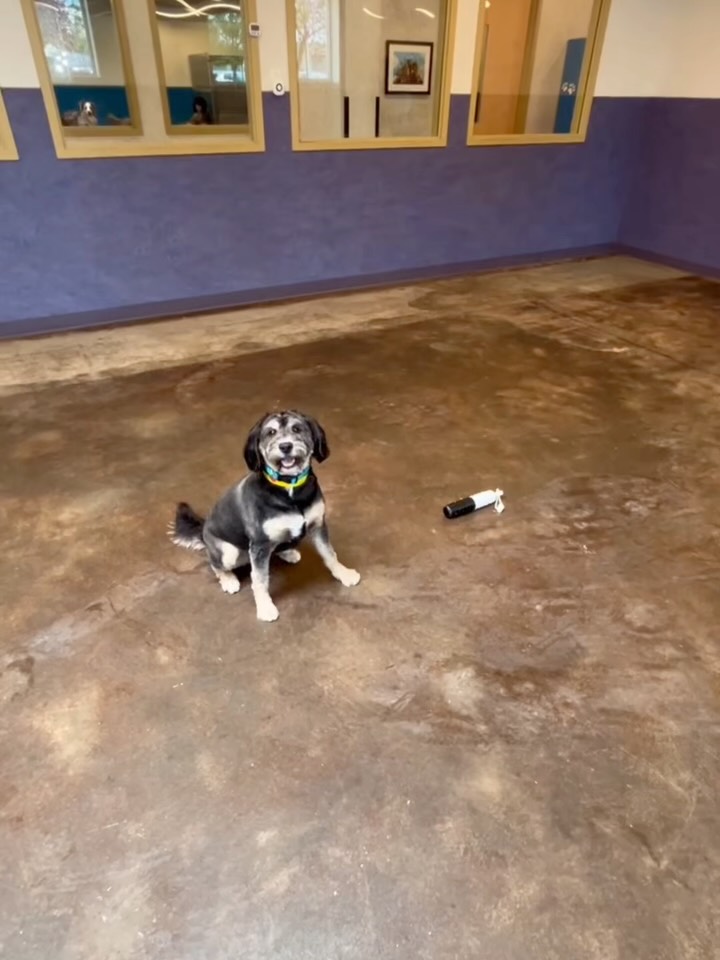 The said โ10 minute cuddle/play sessionโ but Paprika translated + ๏ธ #dogboarding #dogsarethebest #socute #fyp